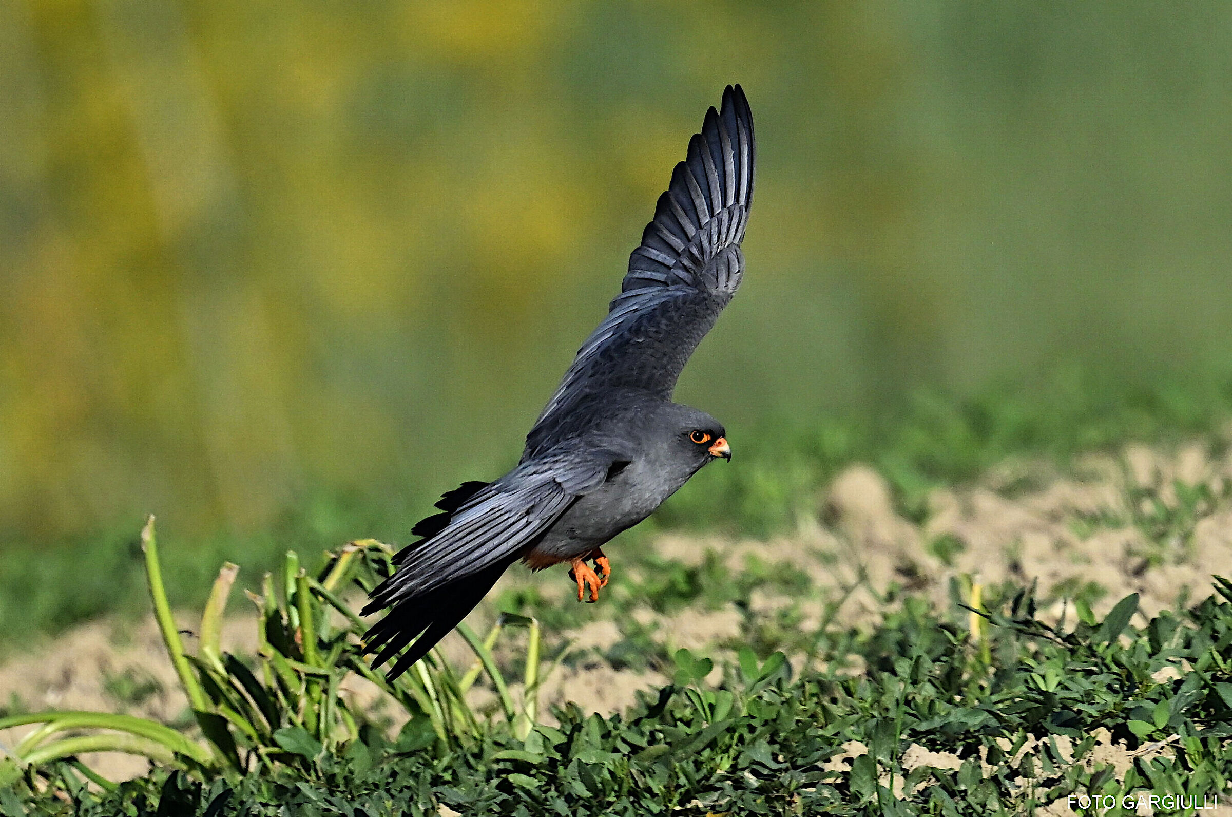 Male Cuckoo Falcon