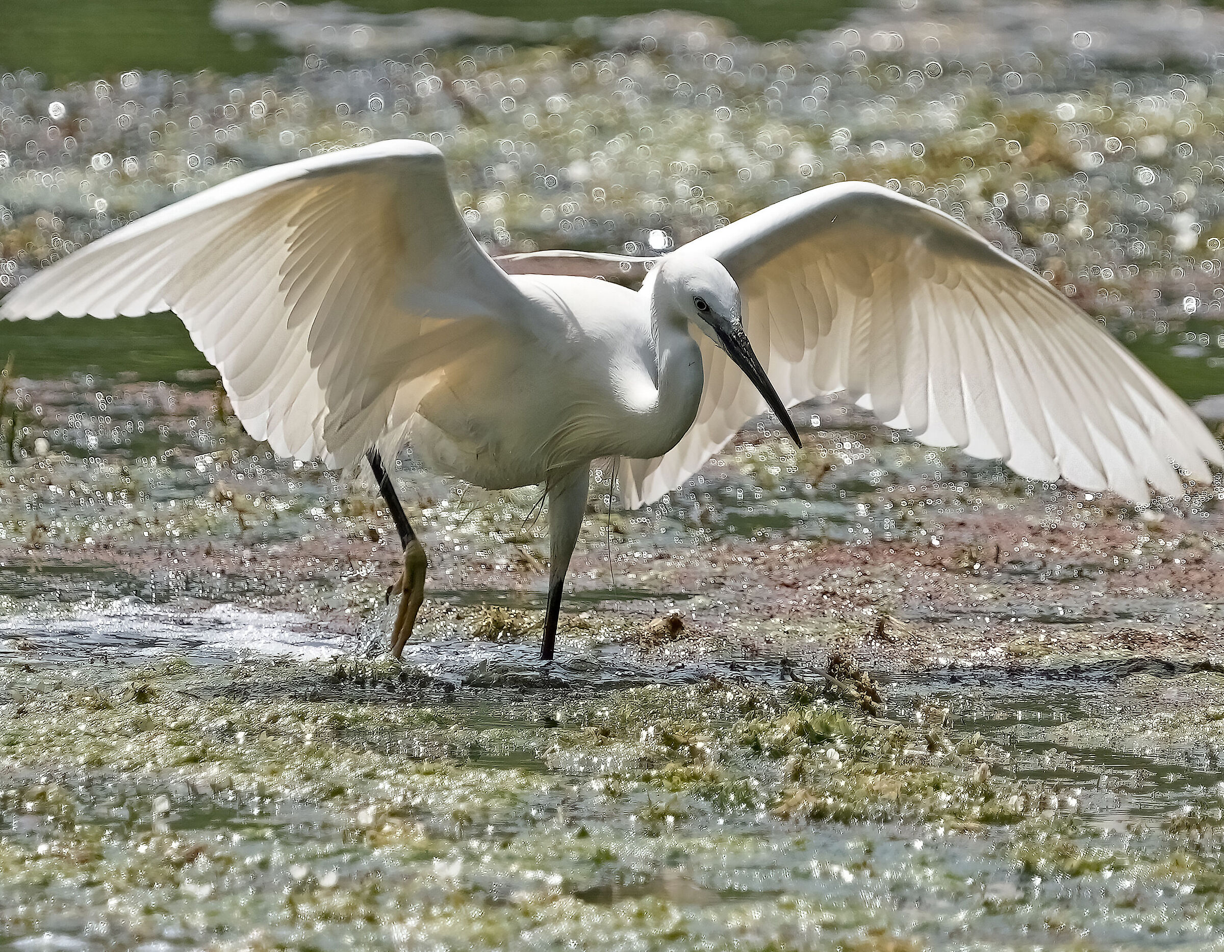 Egretta