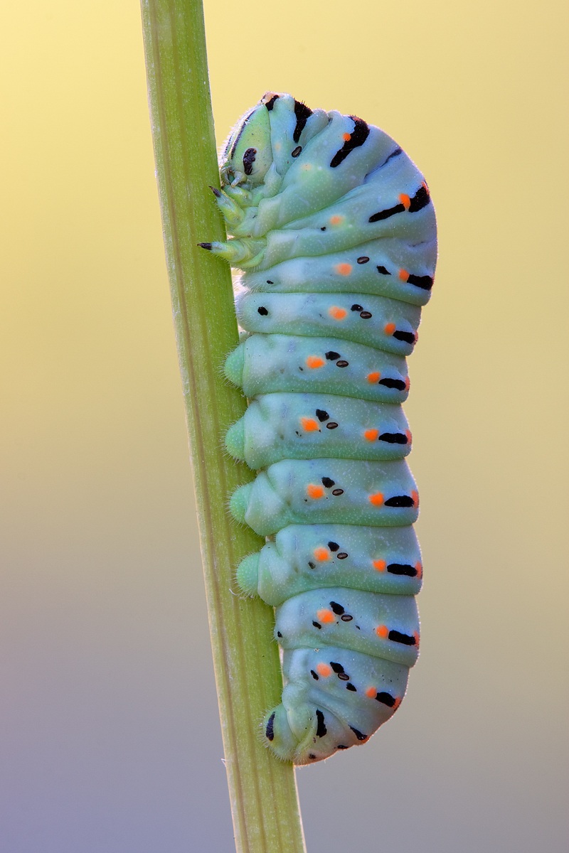 Caterpillar of swallowtail