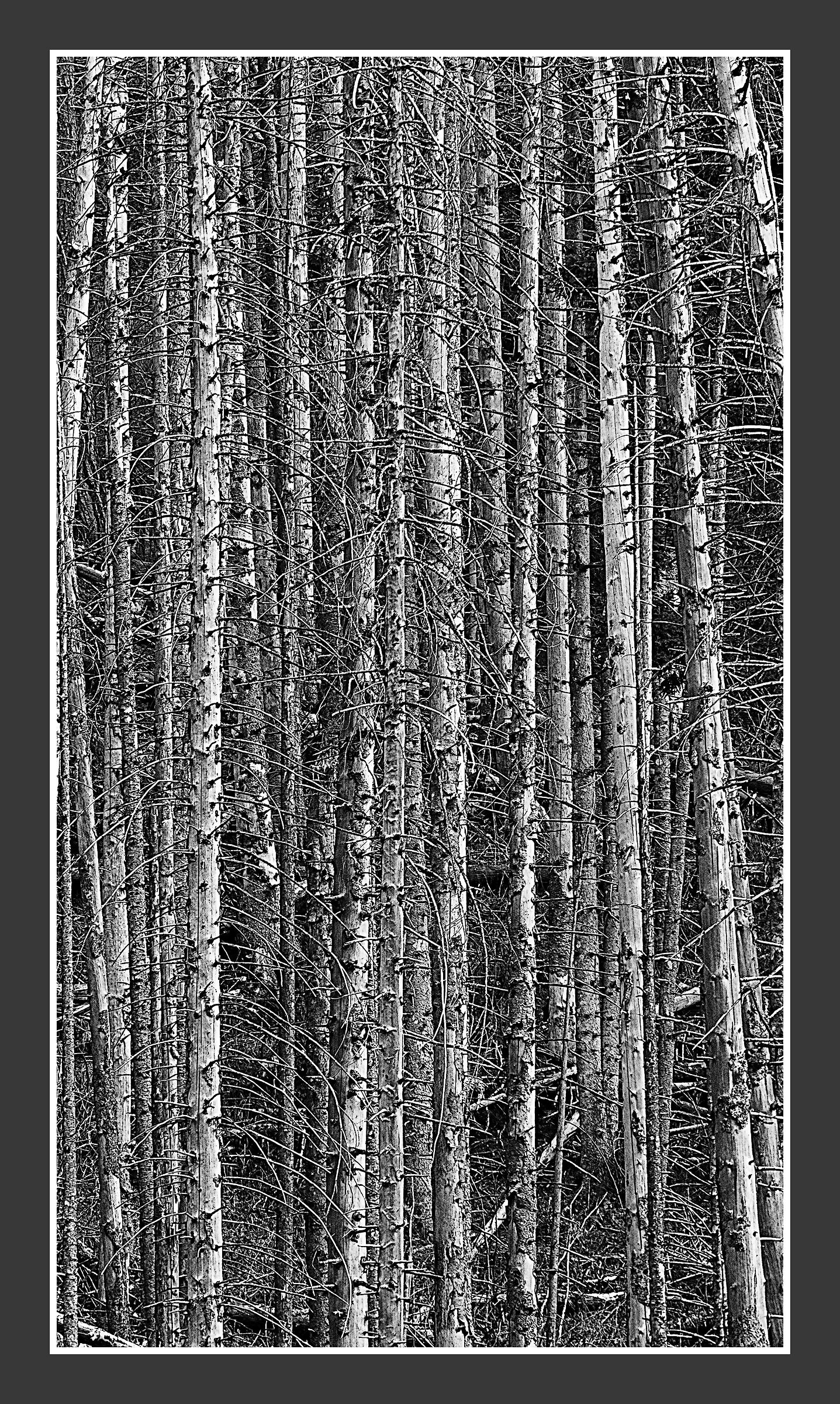 Bark Wood Effect