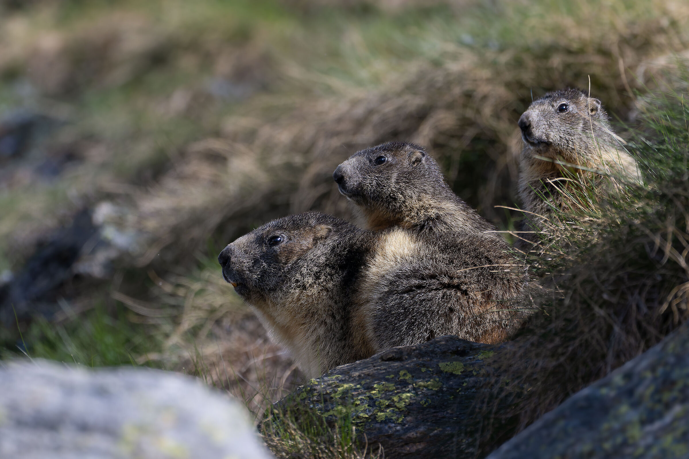 Marmotte - Parco Nazionale del Gran Paradiso -Piemonte