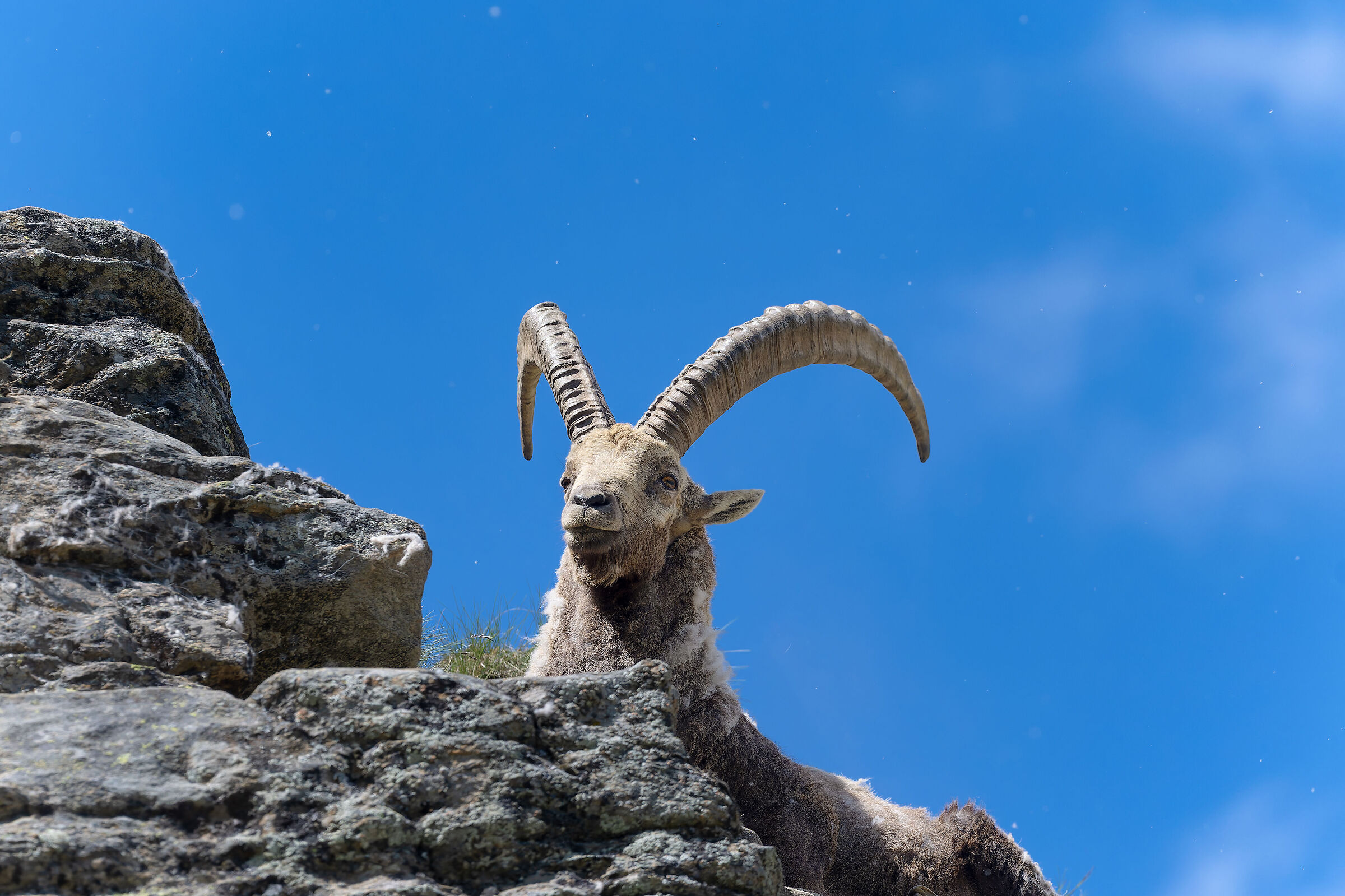 Stambecco - Parco Nazionale del Gran Paradiso -Piemonte