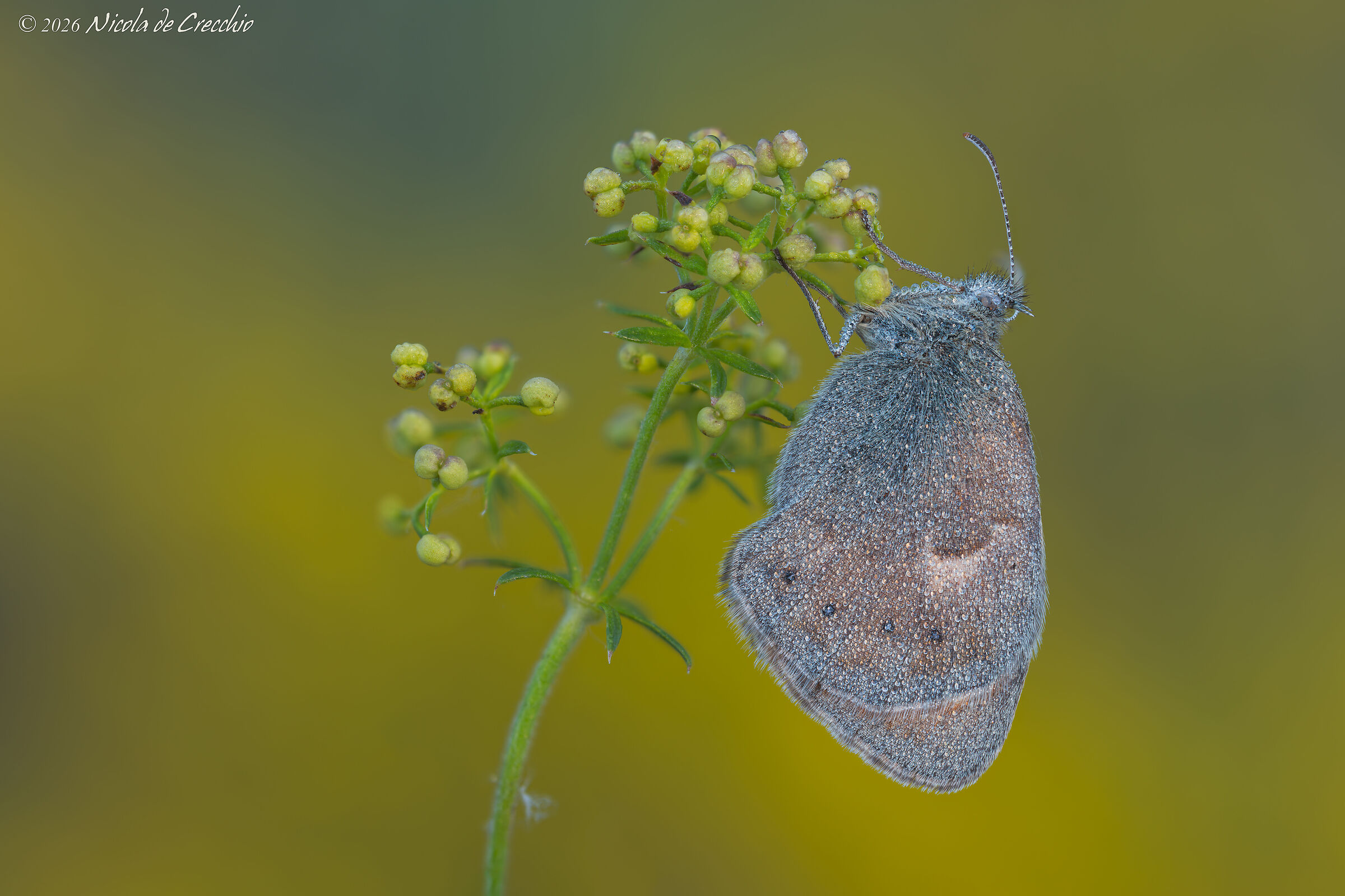 Panfila ingioiellata