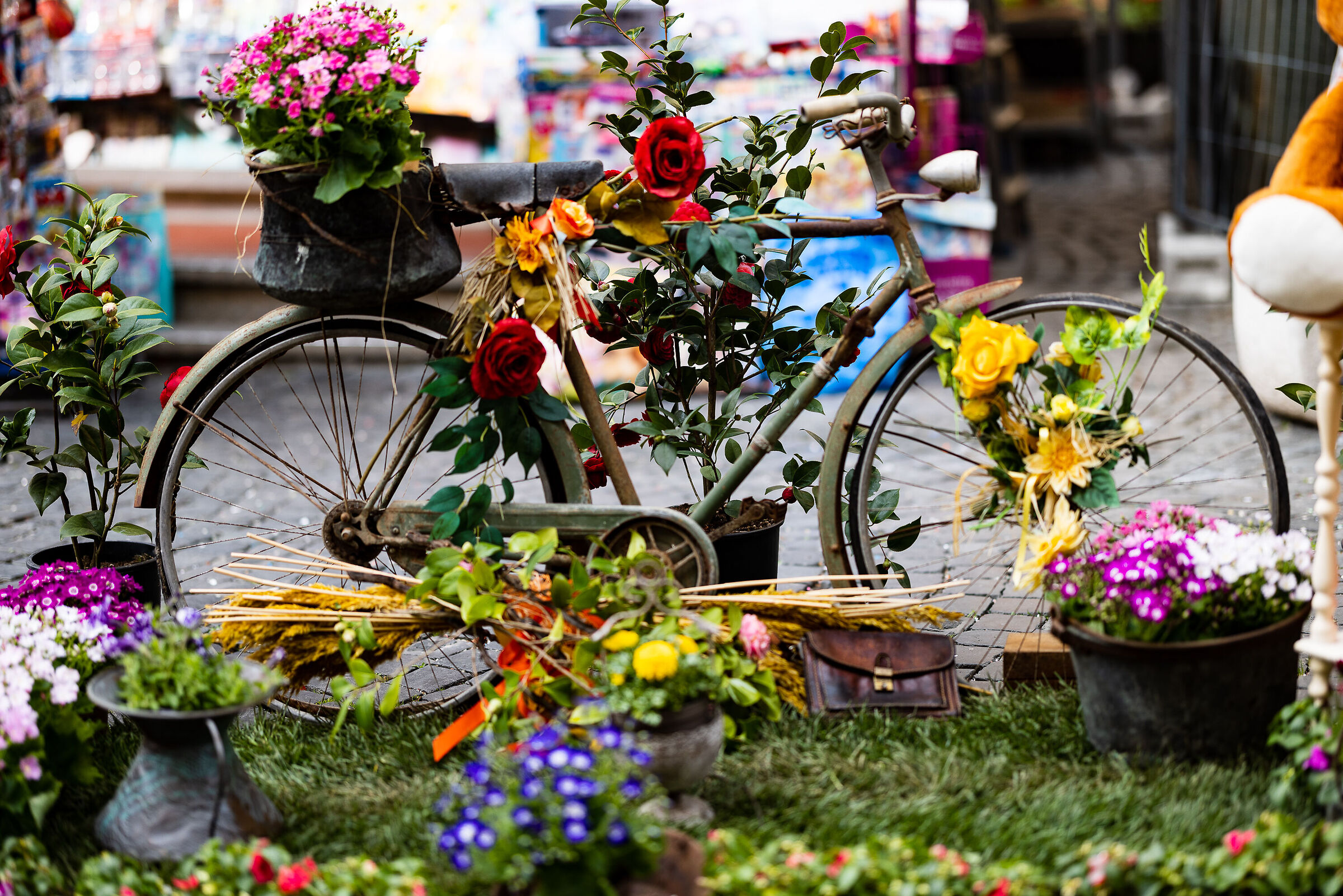 Viva il Giro d'Italia!