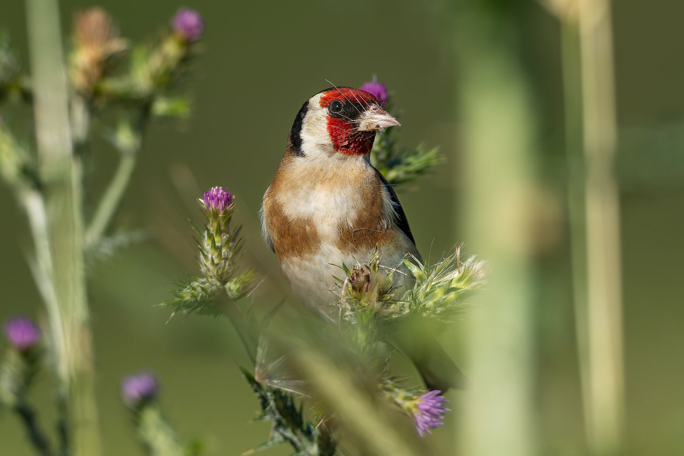 Thistle eater.