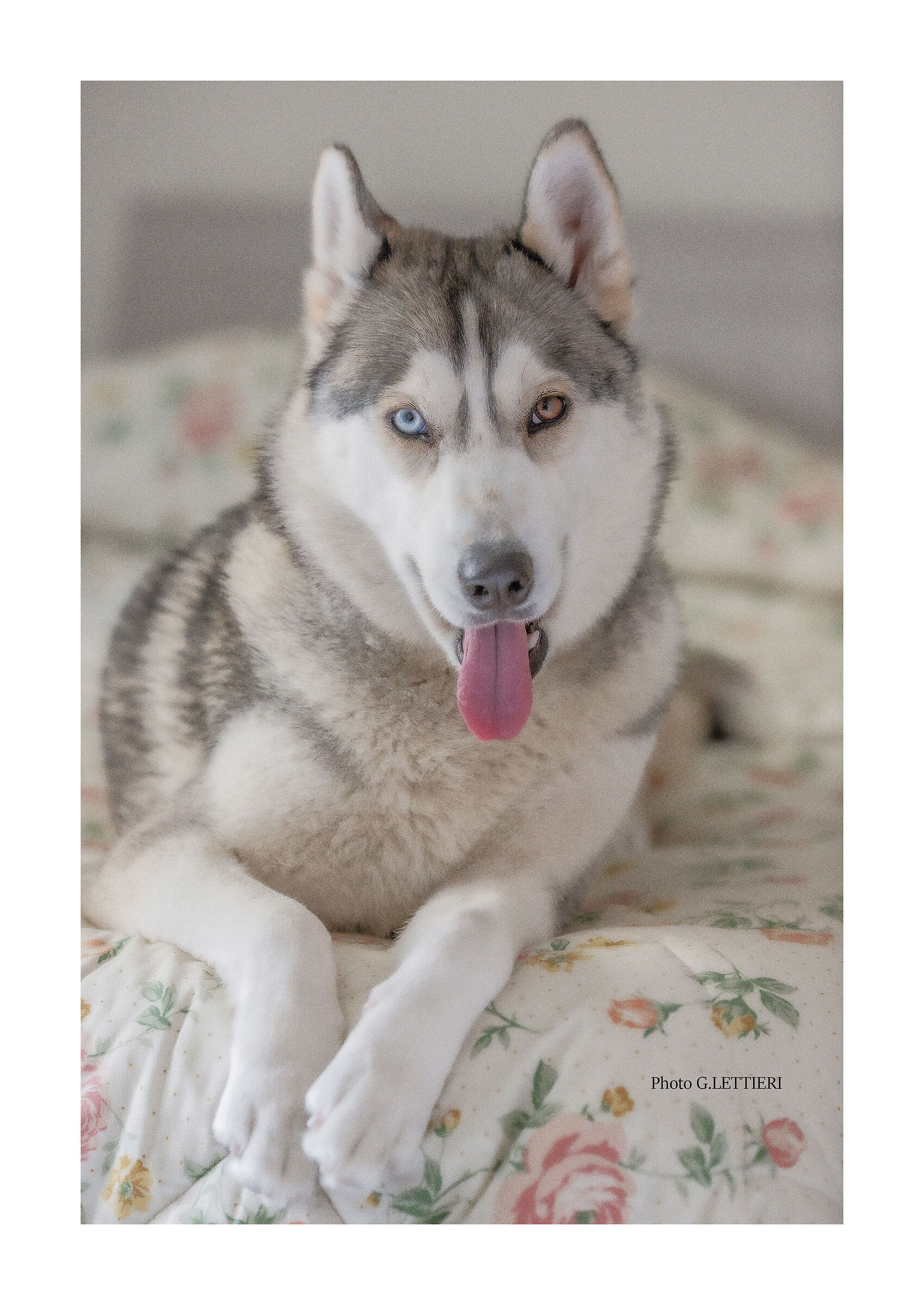 Lei è Nala... l'amore mio.