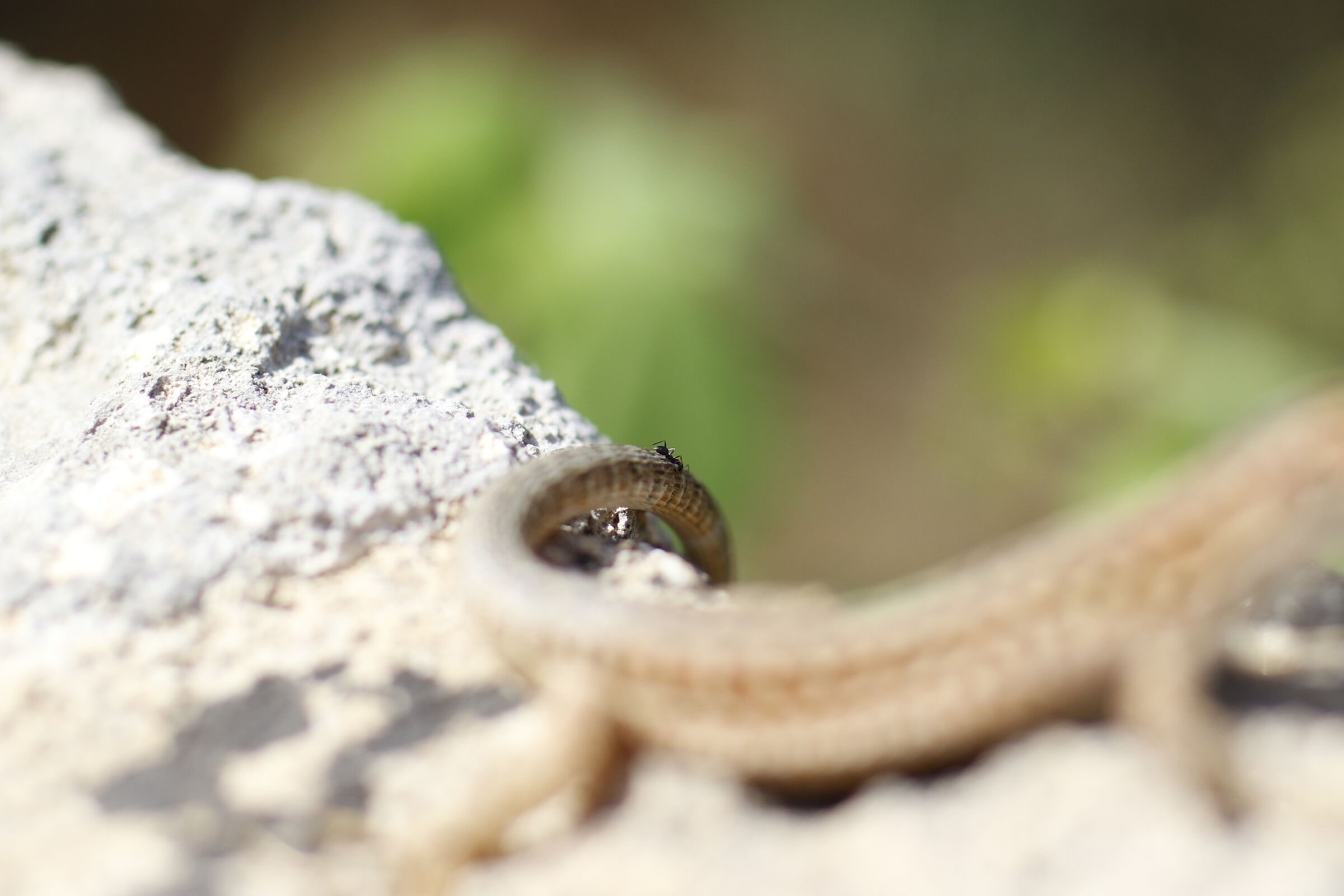 Formica, @ " 1/ 8 Mila " Milvus Z. 50 1.4- Canon 7 D II