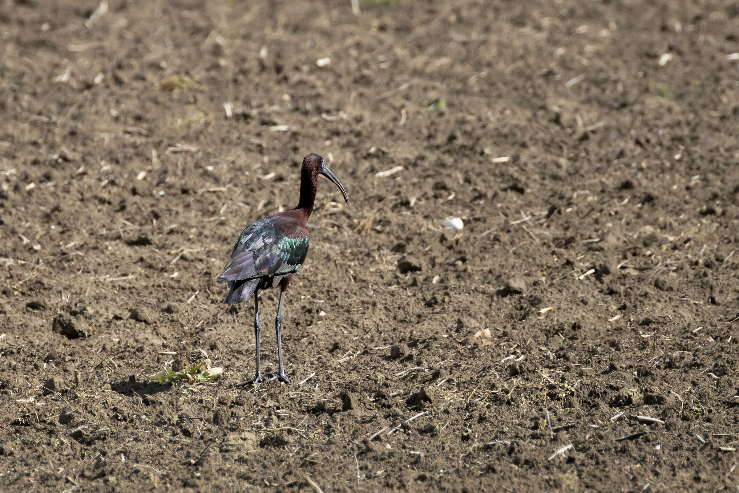 Bright green plumage