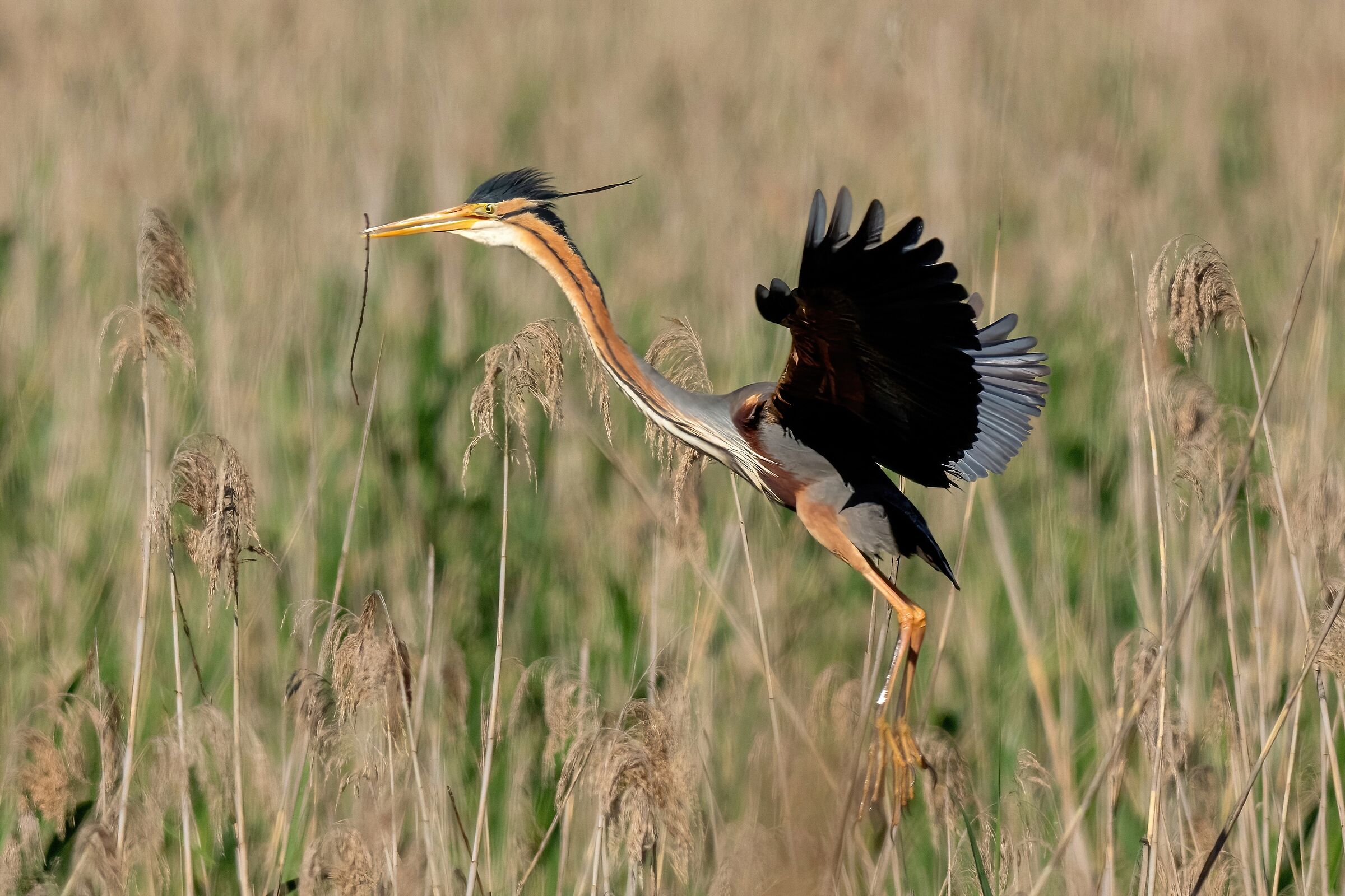 Purple heron (Ardea purpurea)