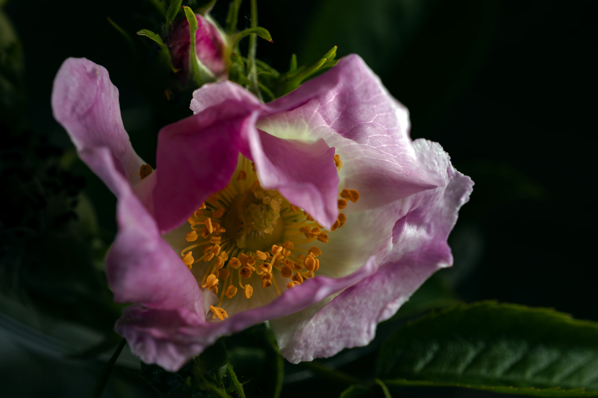 L'anatomia di un fiore