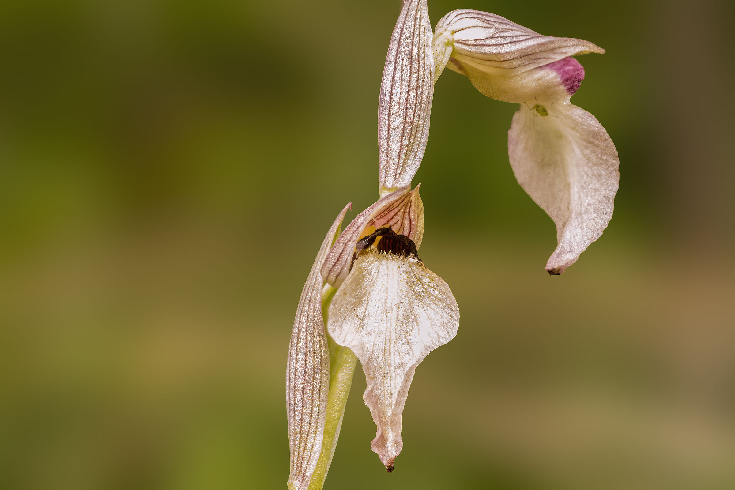 Serapias lingua