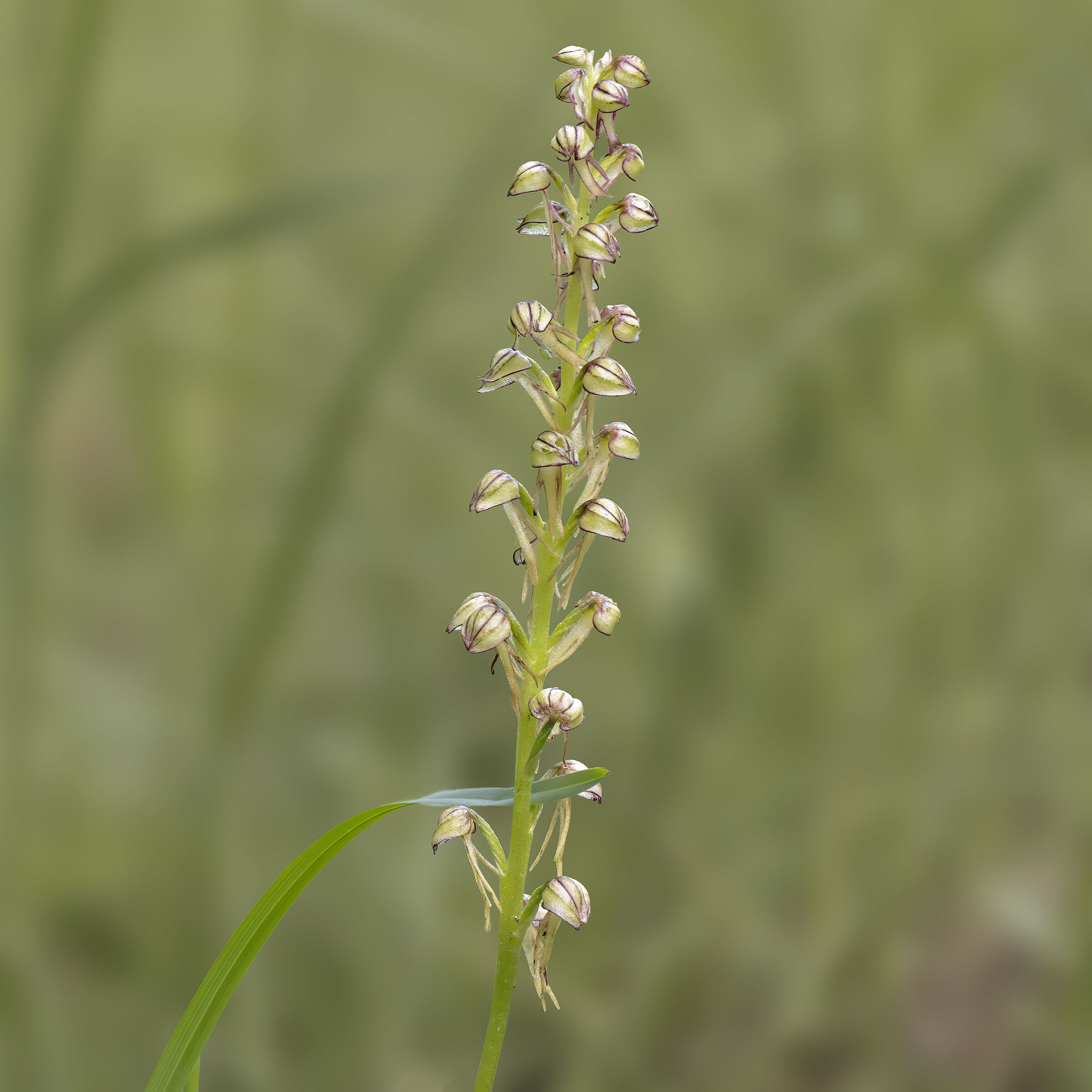 Orchis anthropophora - Ballerina