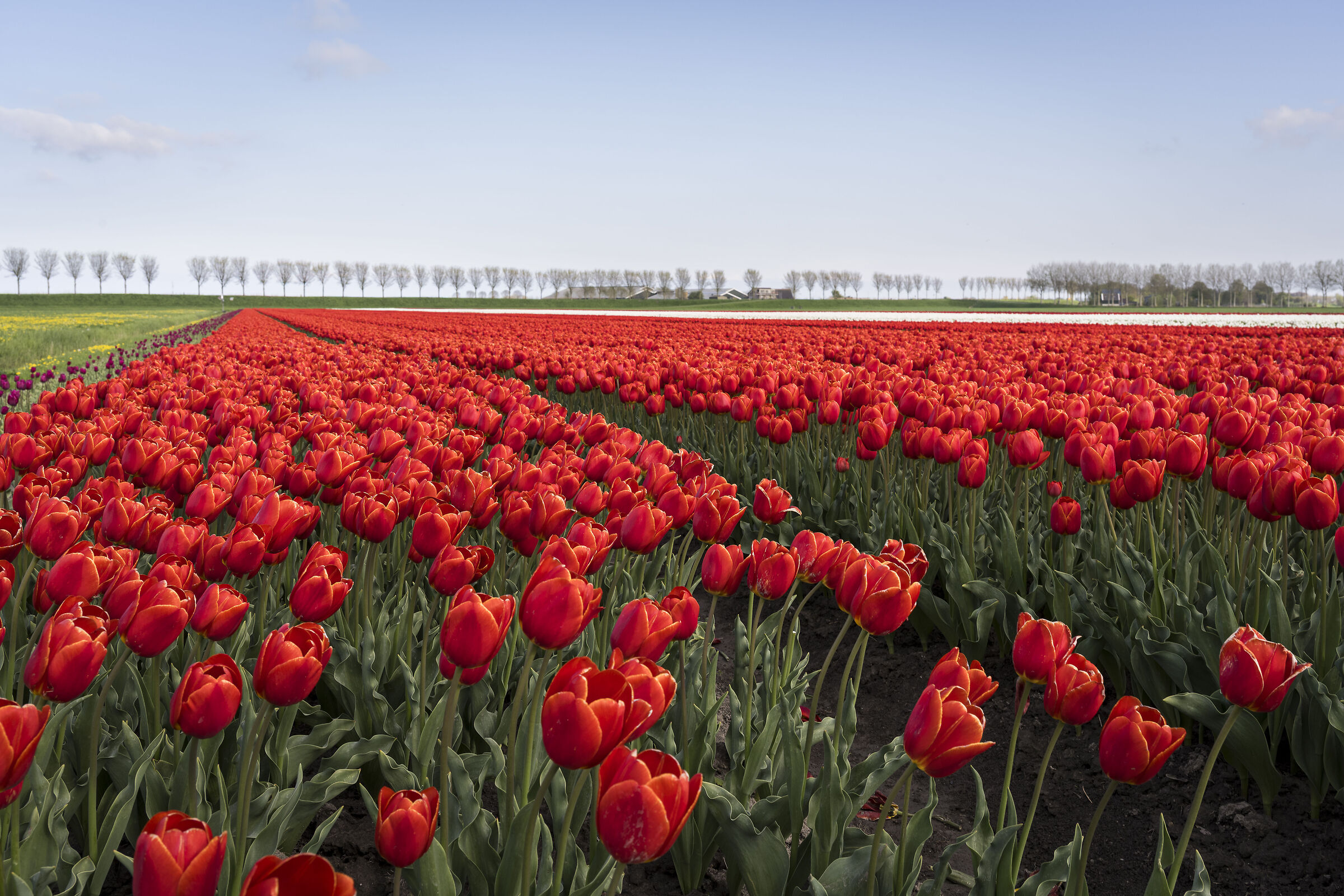 Tulli tulli tulip