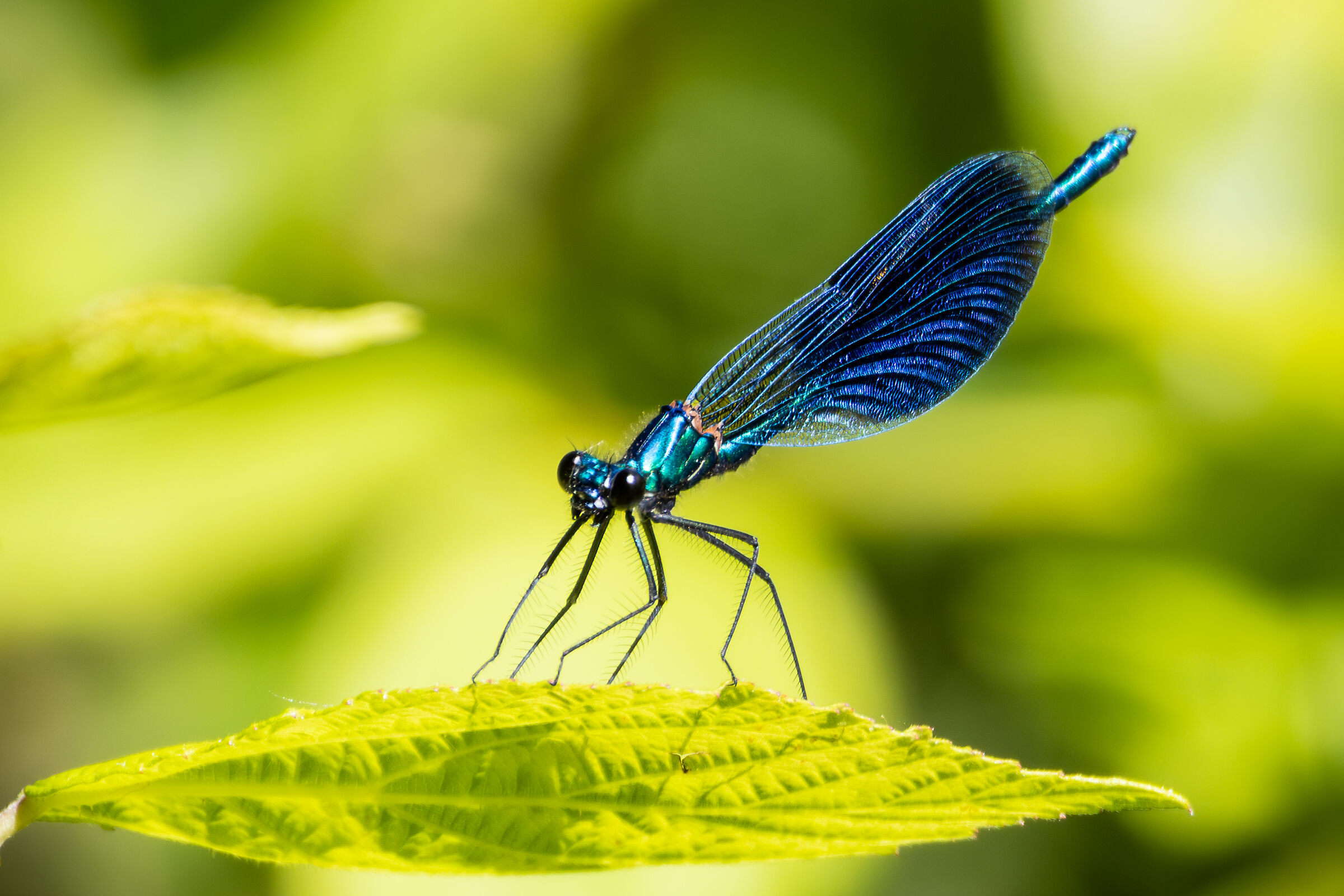 Calopteryx splendens