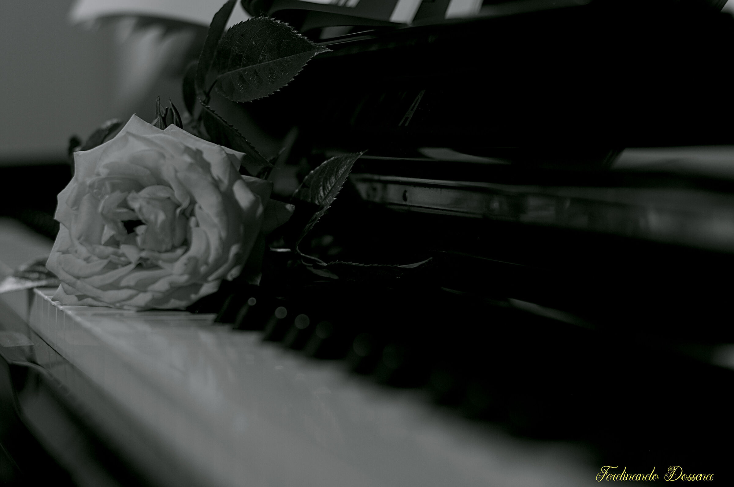 Musica & rose in B/N