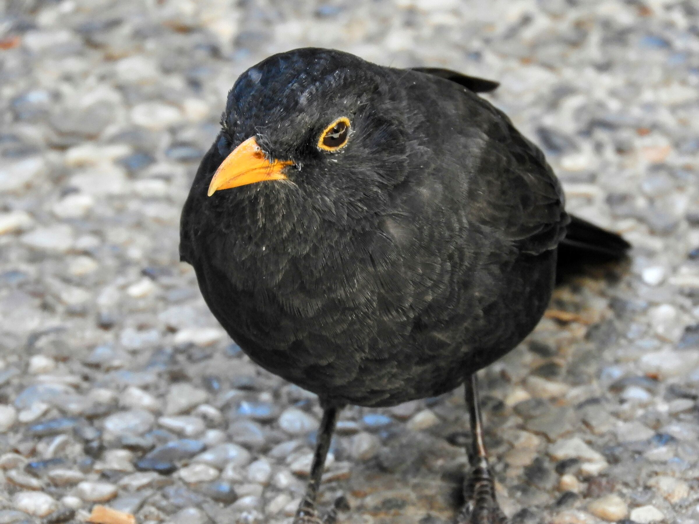 Blackbird