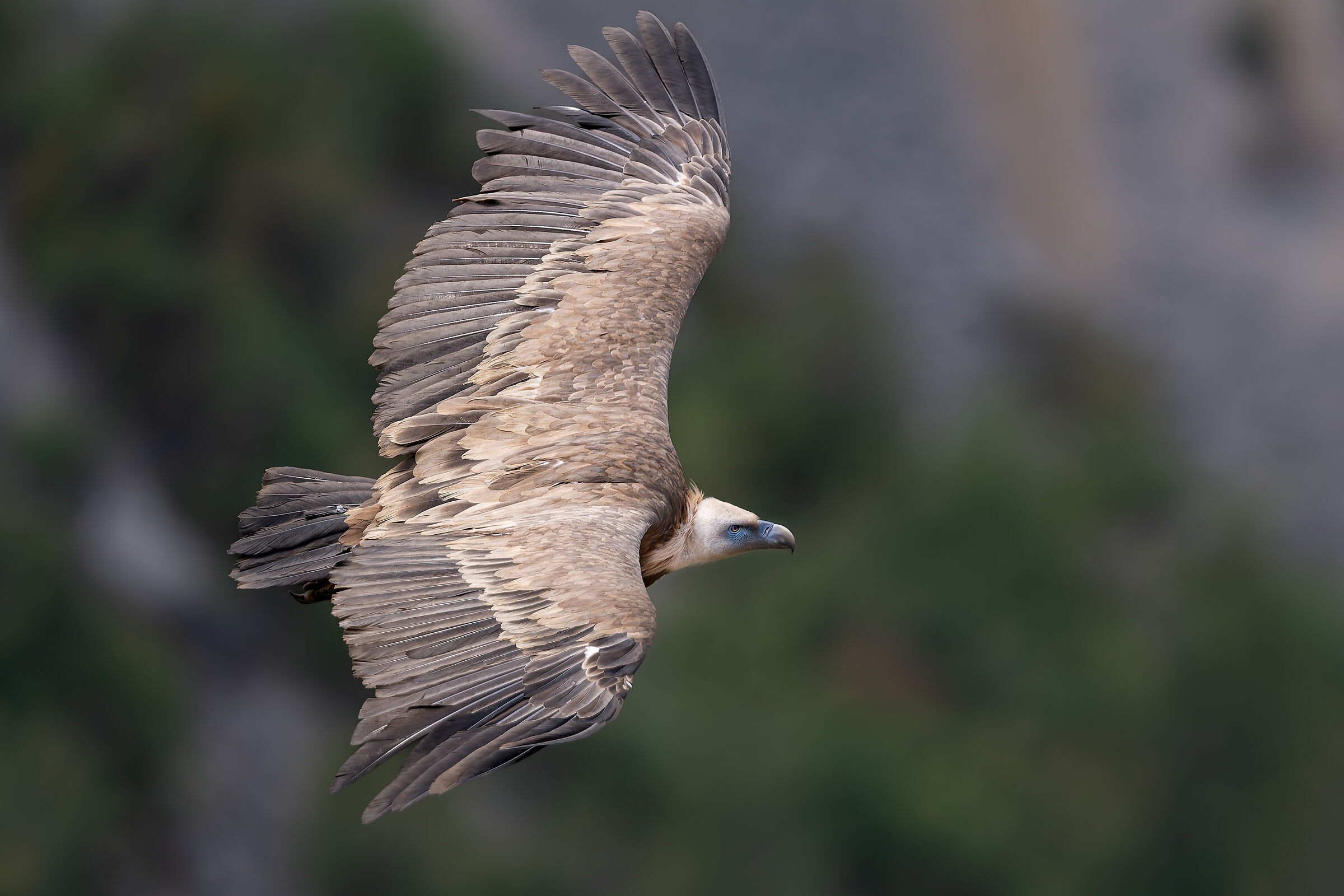 Griffin-Parc naturel régional des Baronnies Provençales