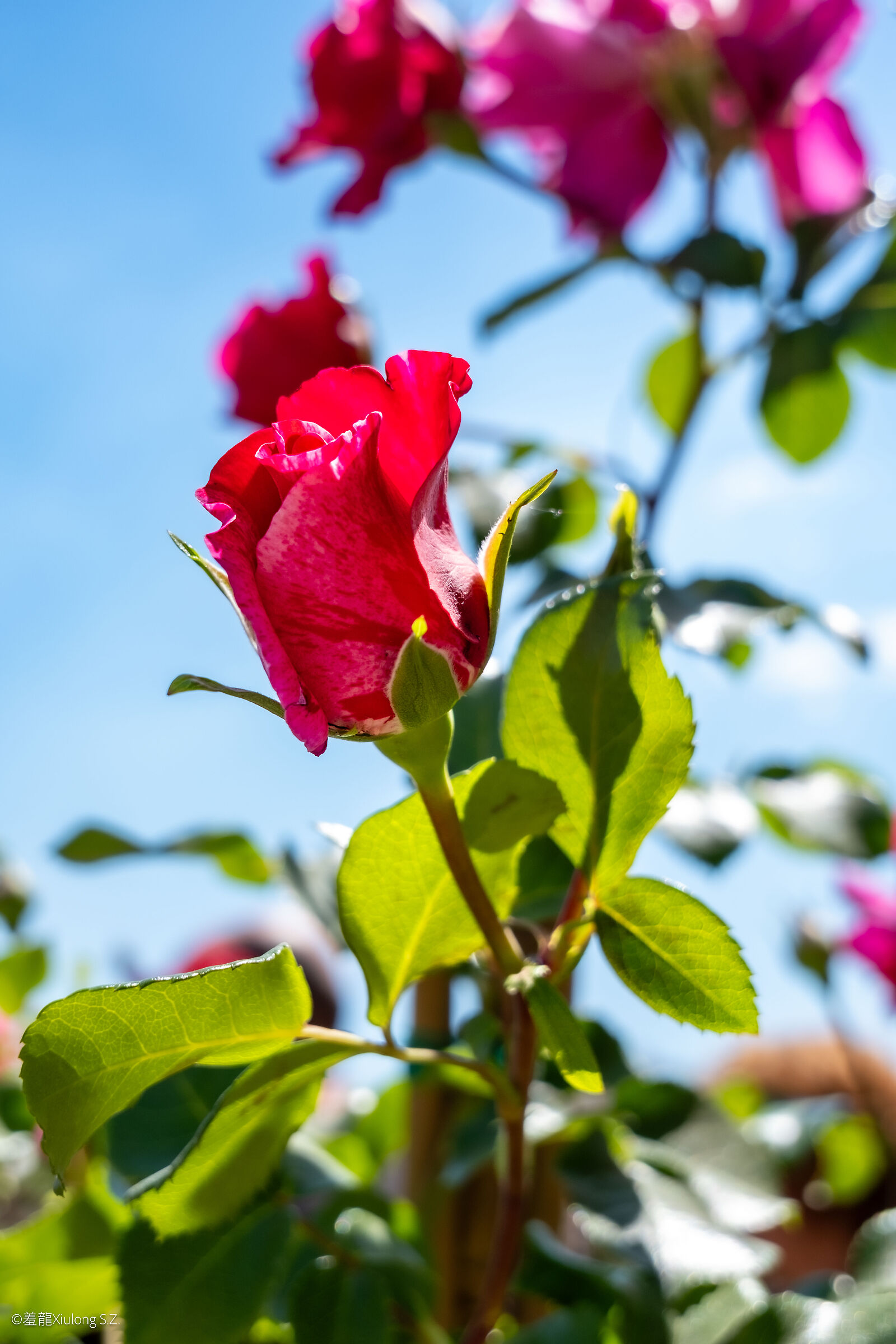 Rosa Chinensis