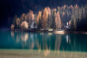 Foresta