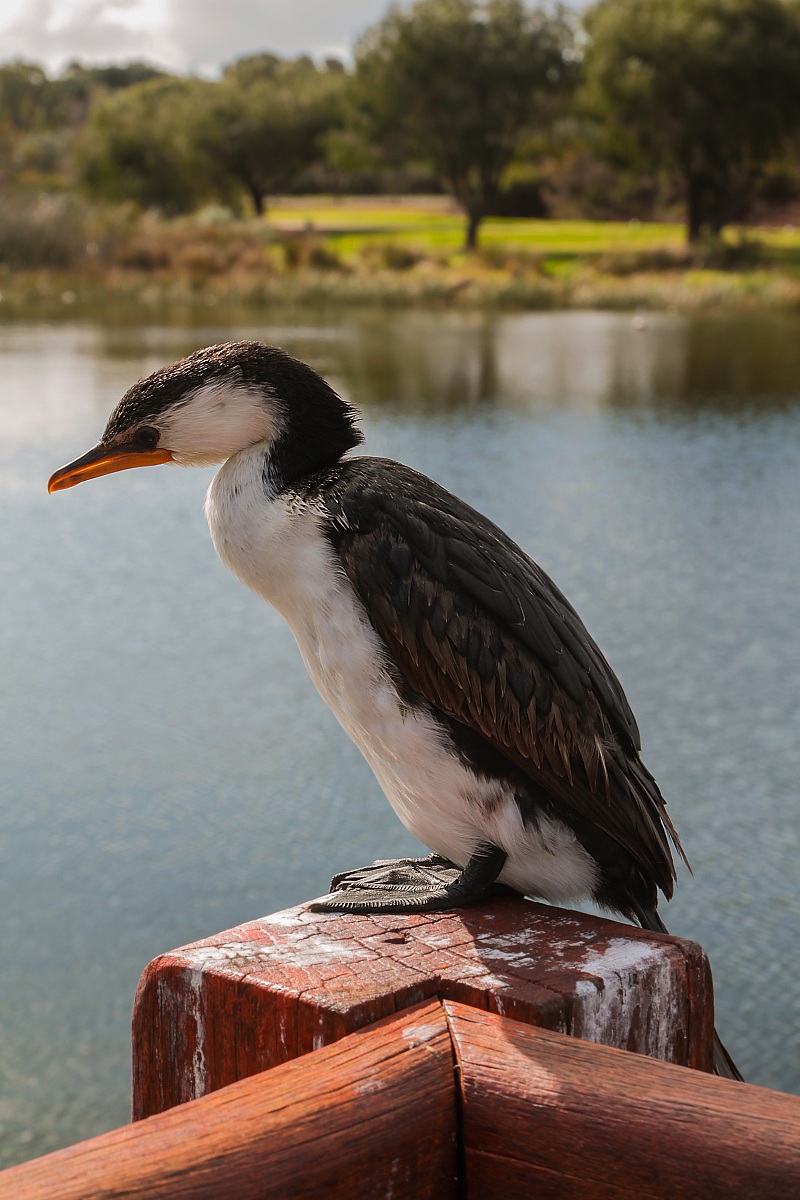 incontri ravvicinati