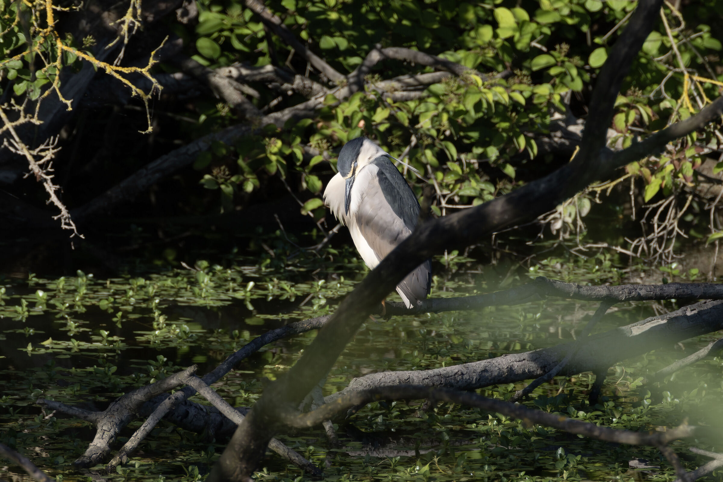 Night Heron