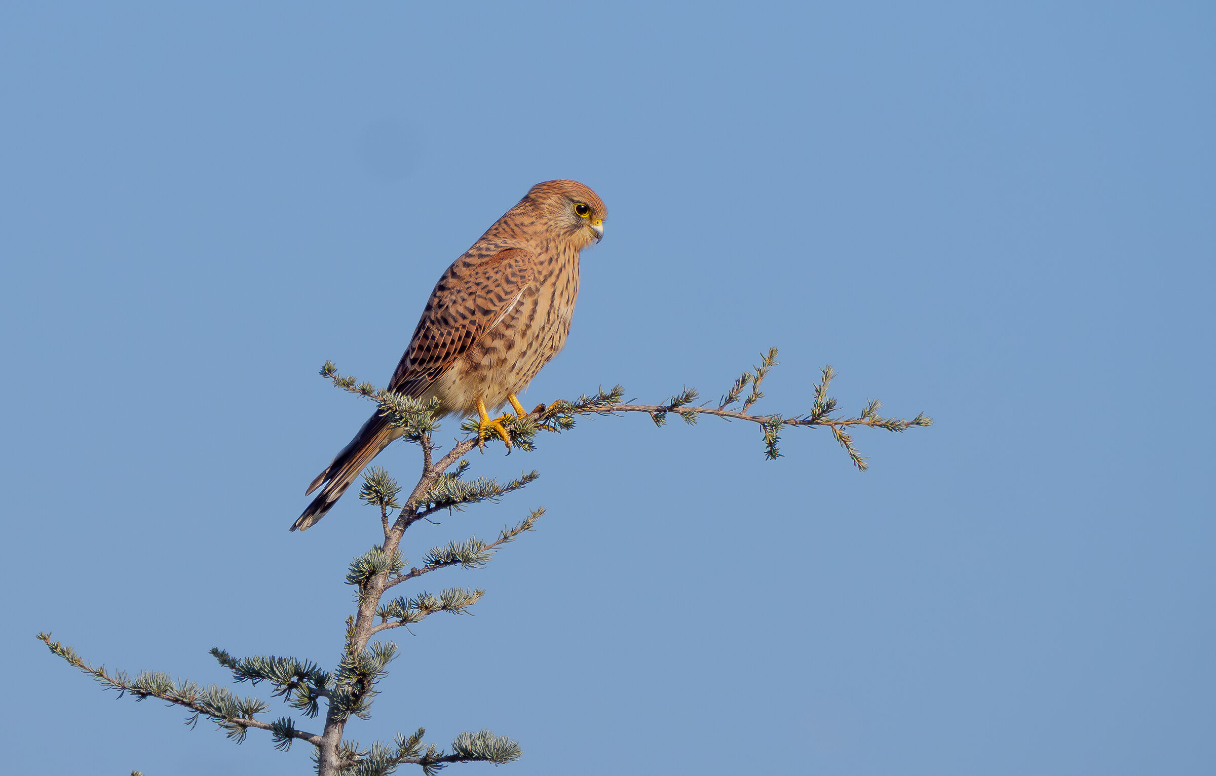 Kestrel (F)