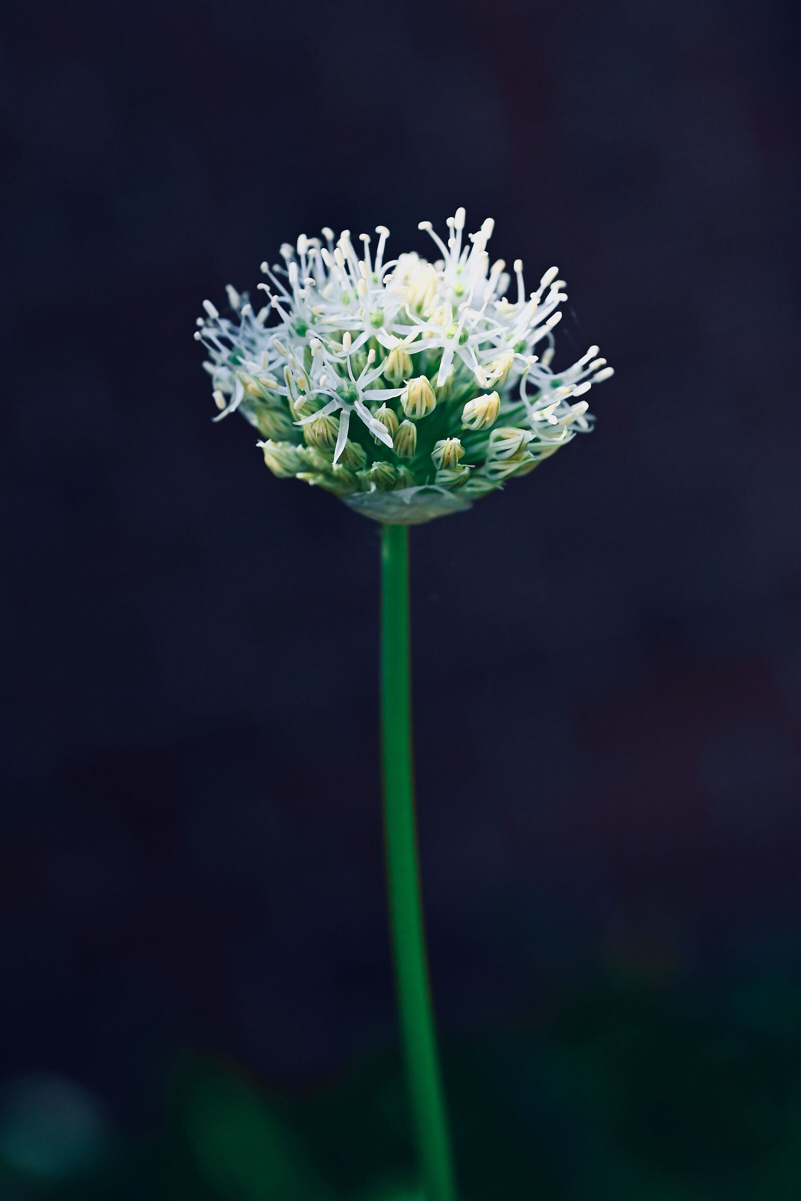 The beautiful Onion