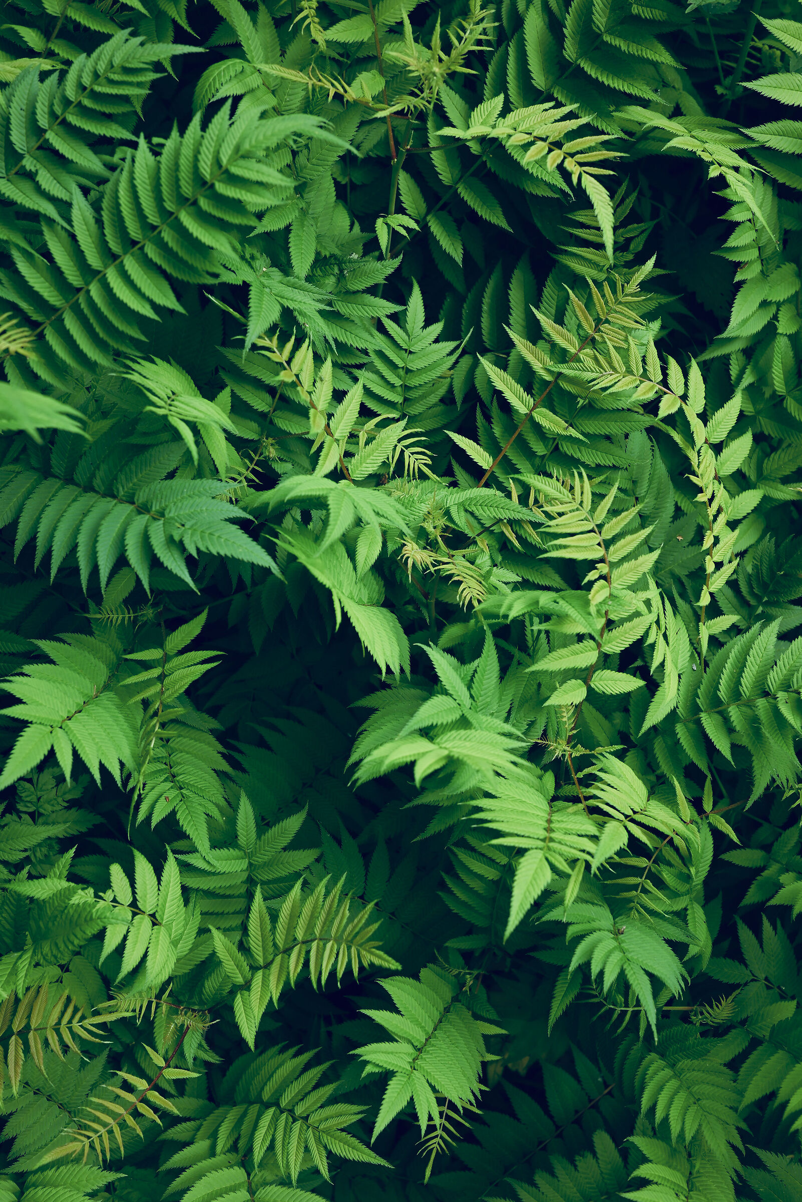 Ferns