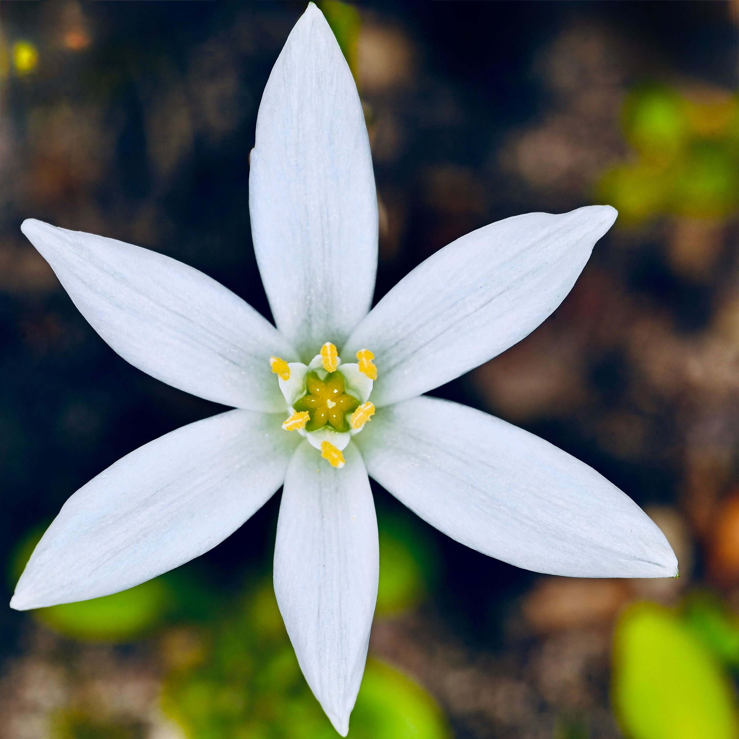 White Star