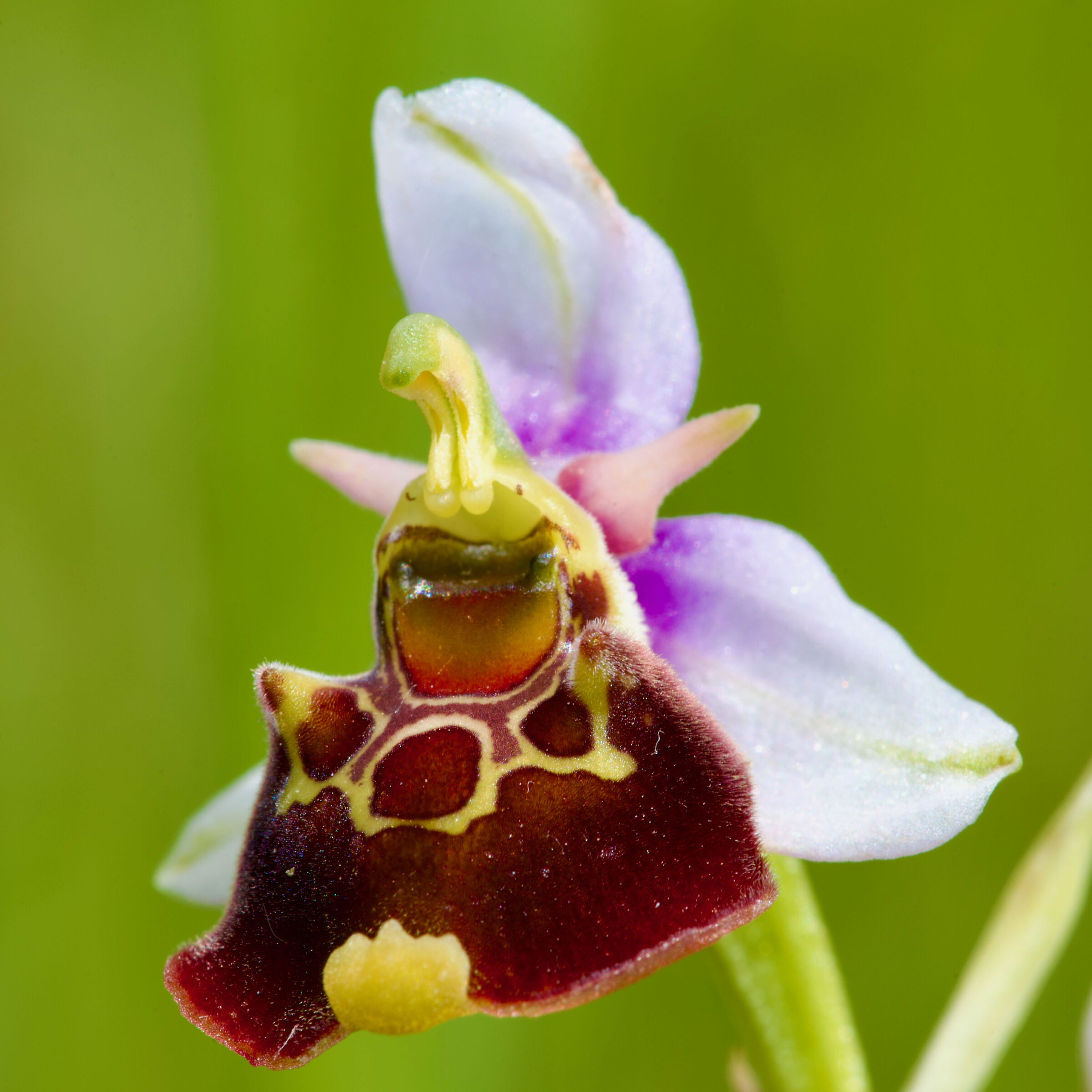 the Bumblebee Orchid