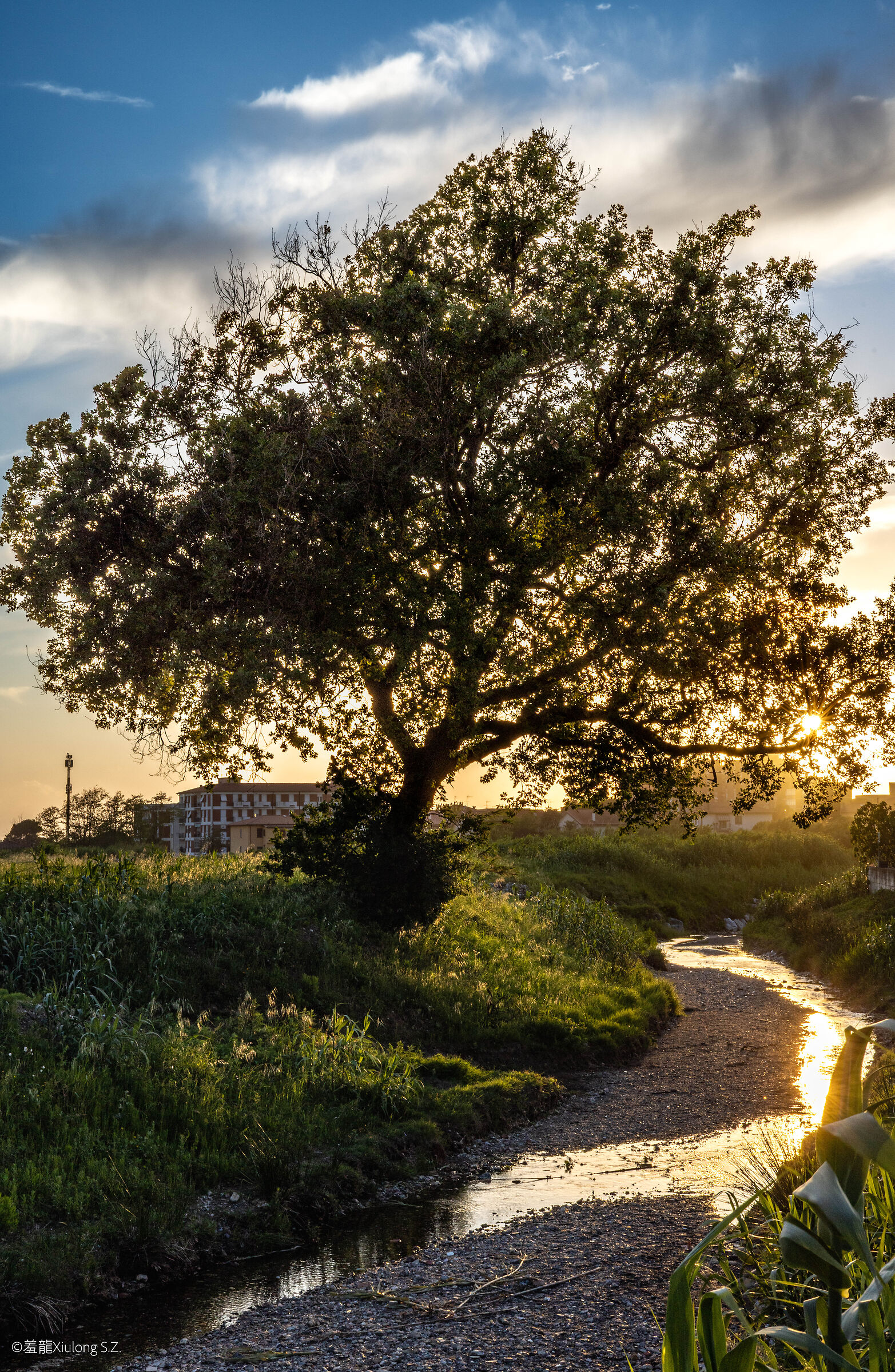 The oak tree on the Rio Cigna