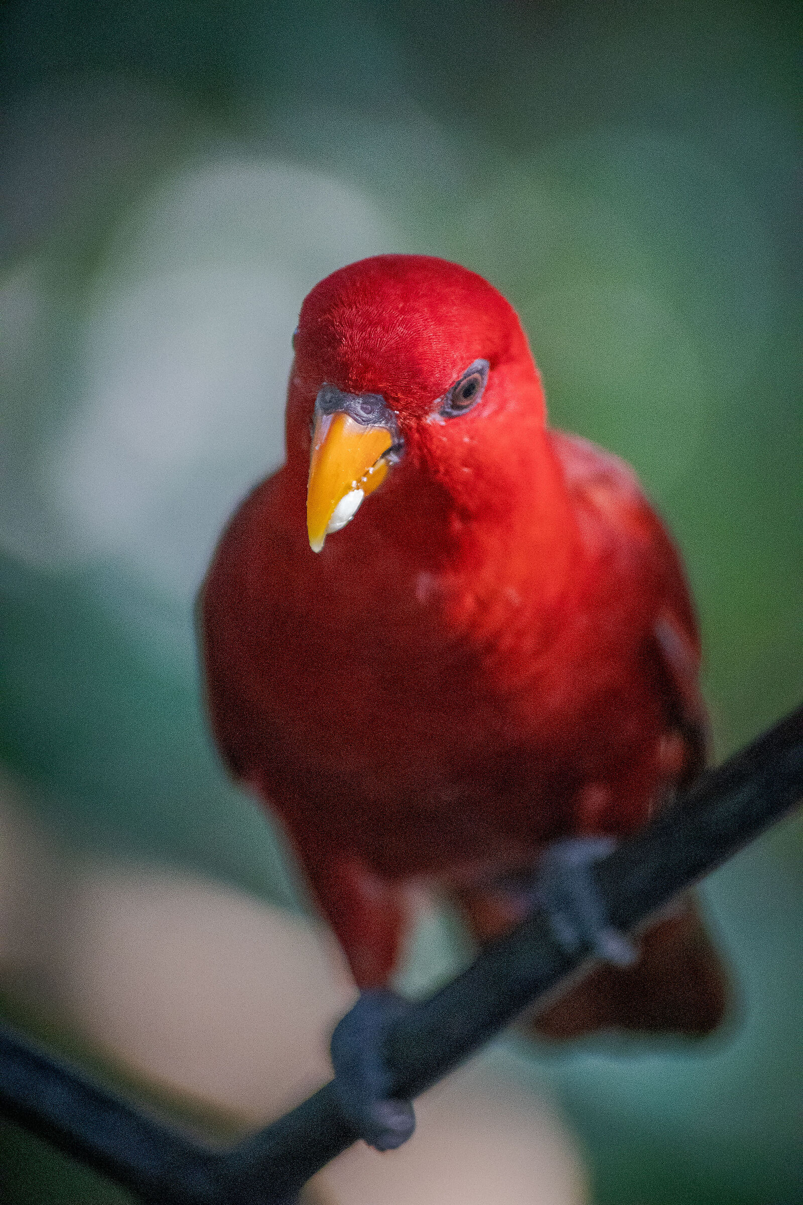 The Lorikeets