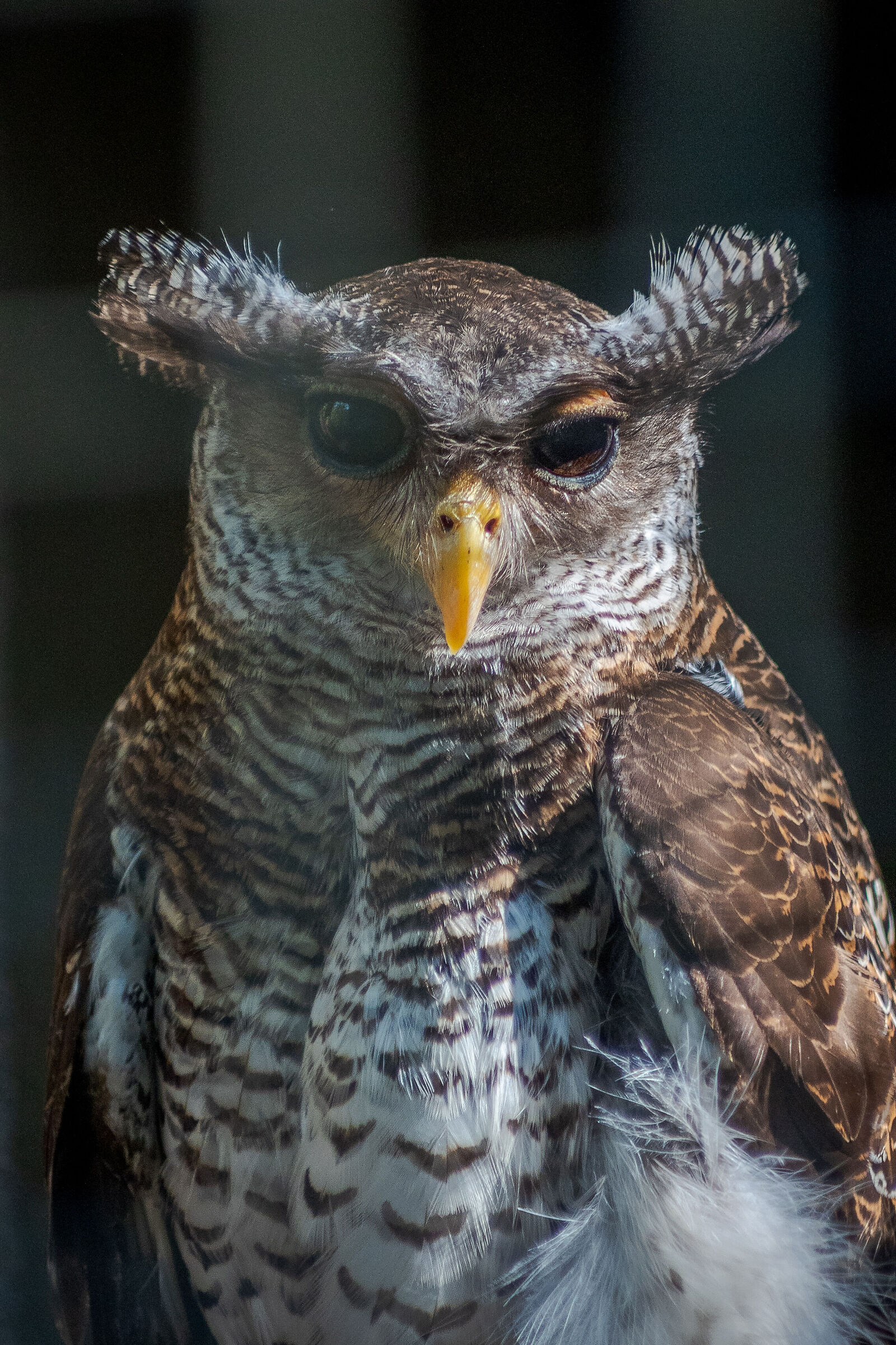 The owl