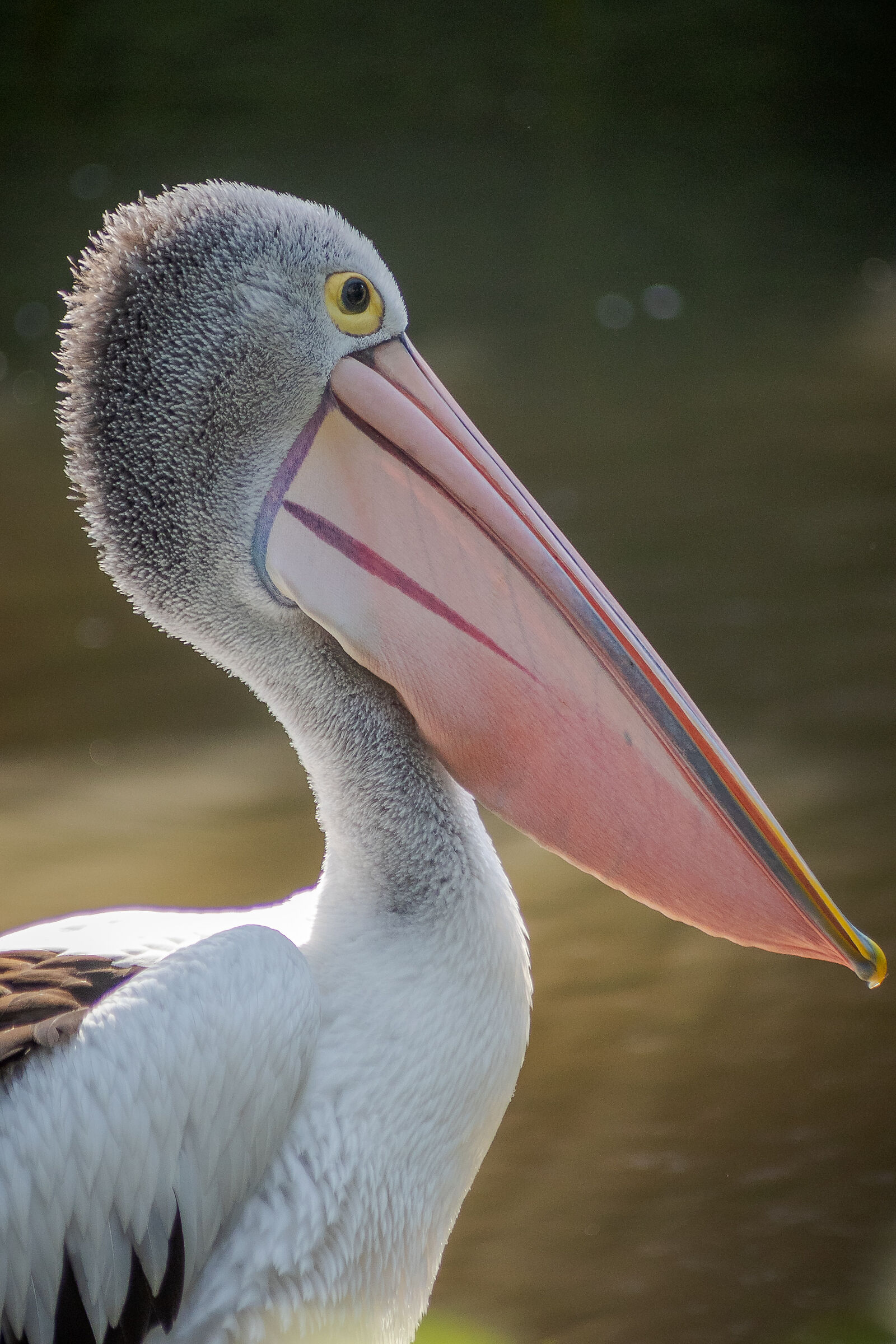 The Pelican