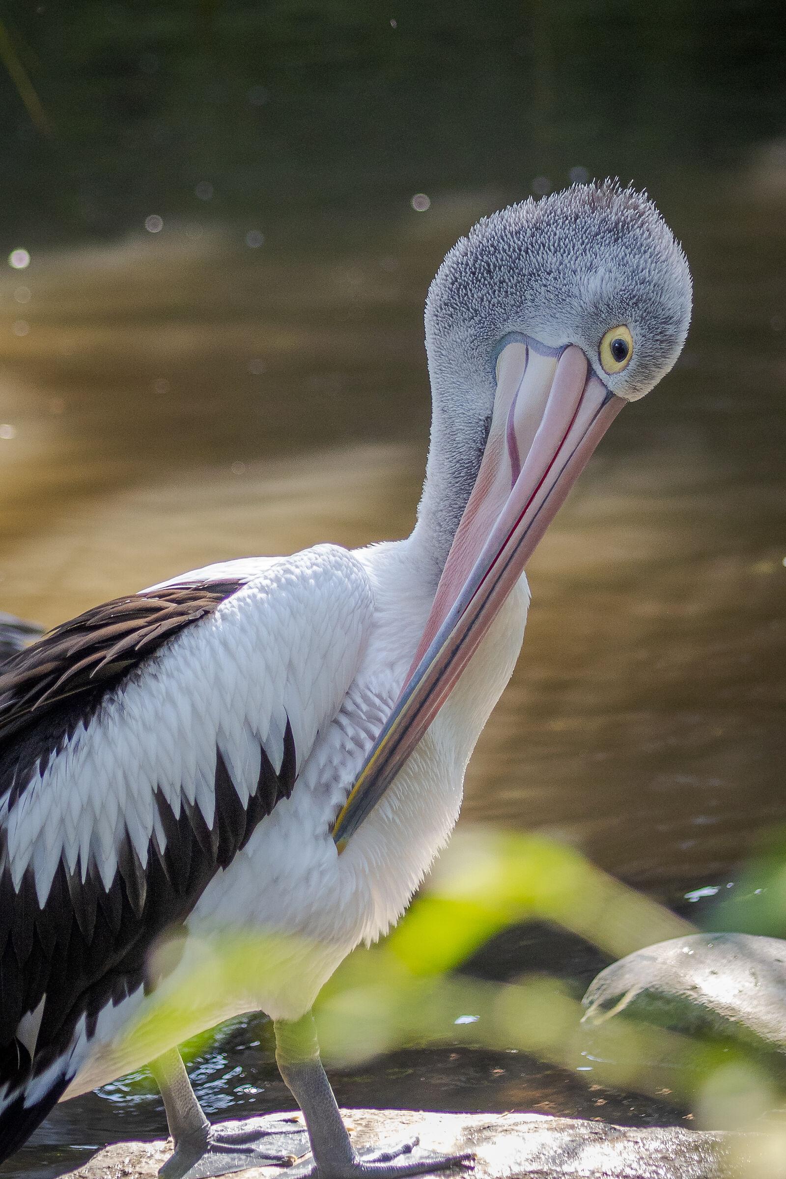 Pelican