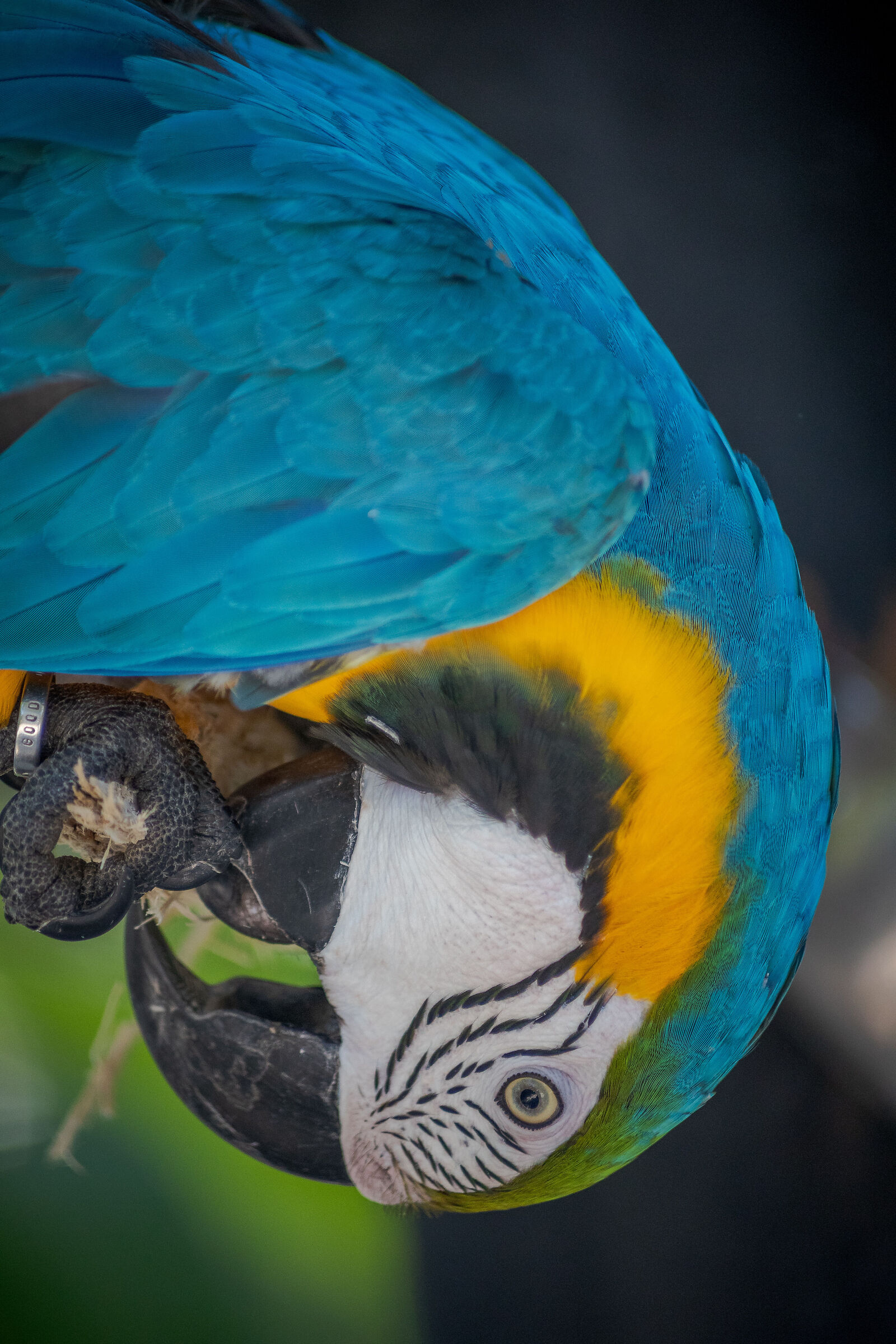 The parrot