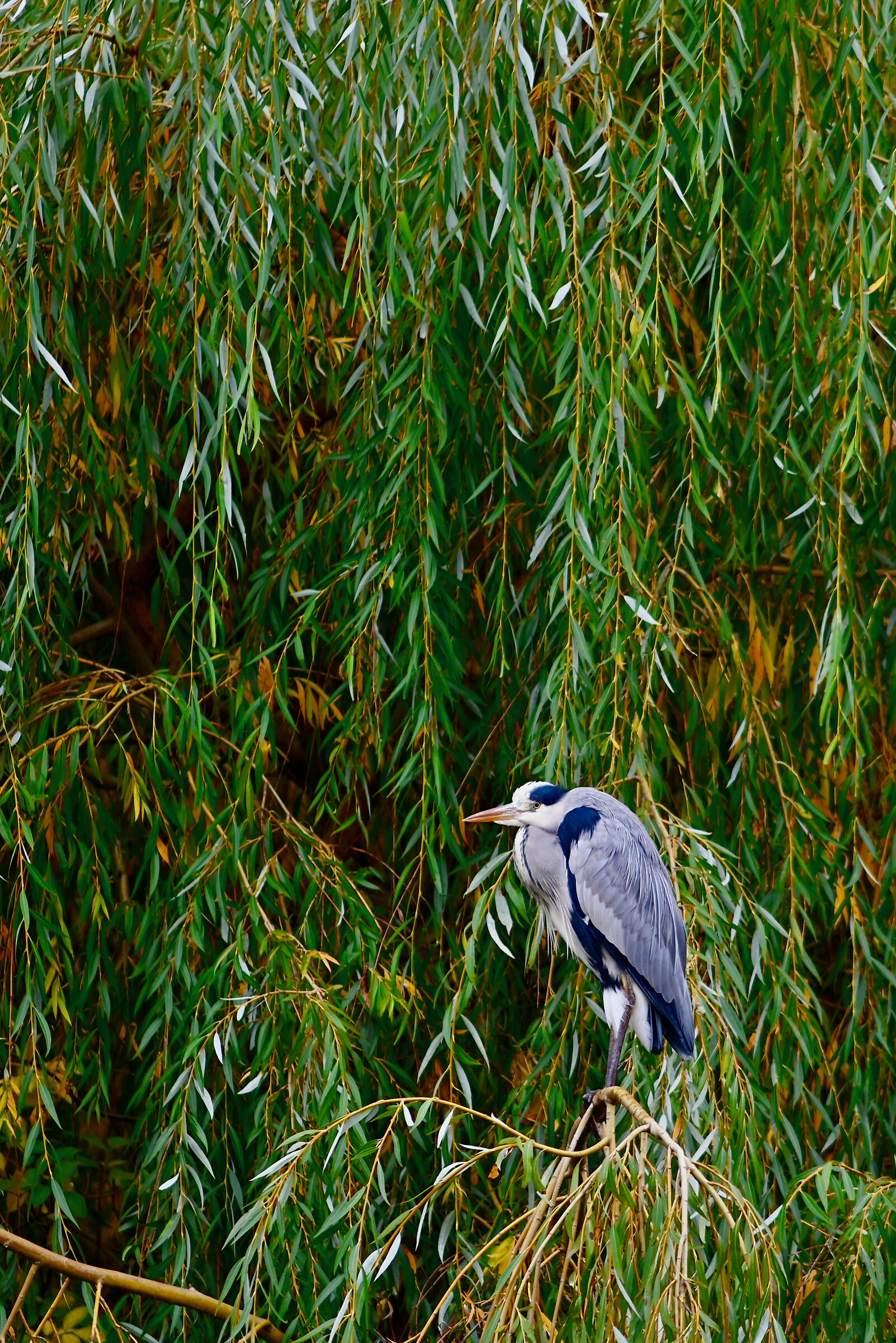 Grey Heron
