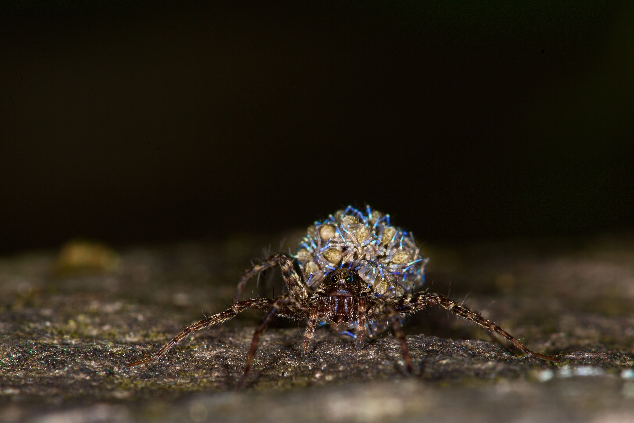 Hogna sp with spiderlings