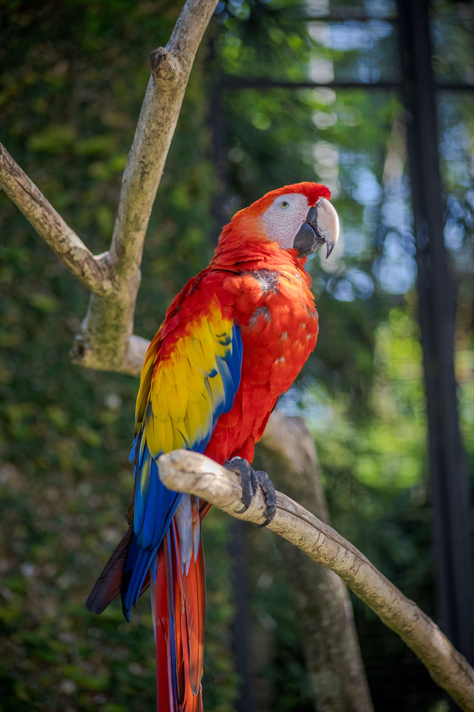 The parrot