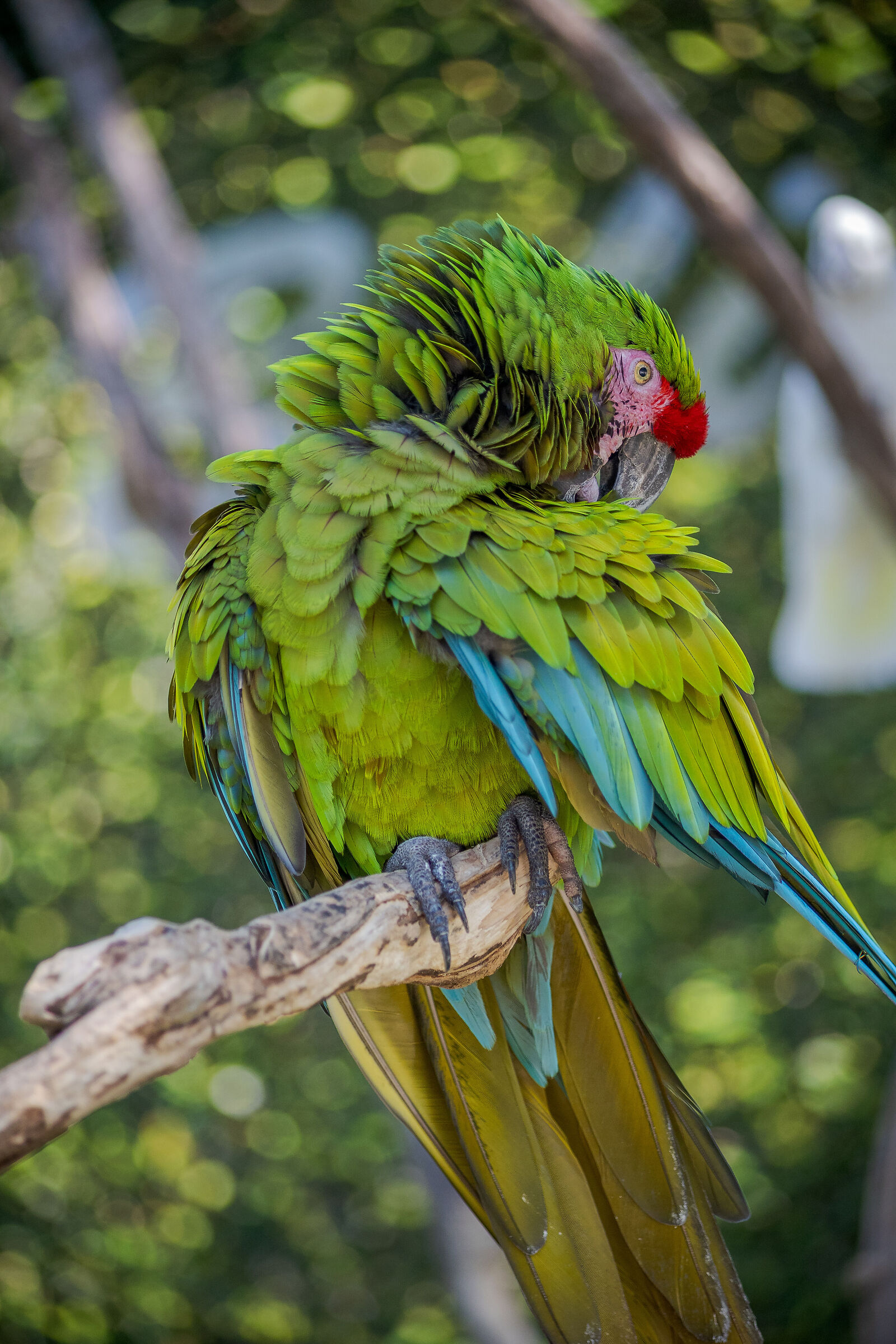 The parrot