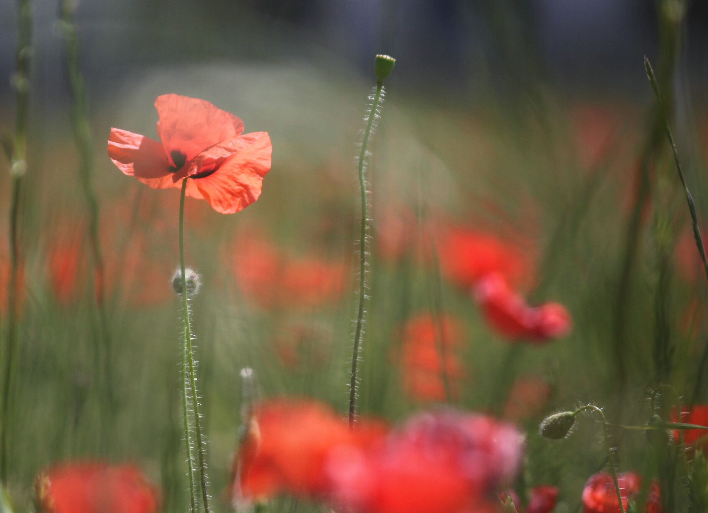 Poppy