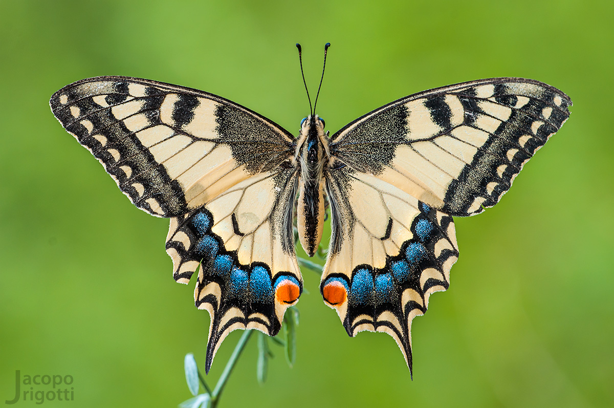 Papilio machaon