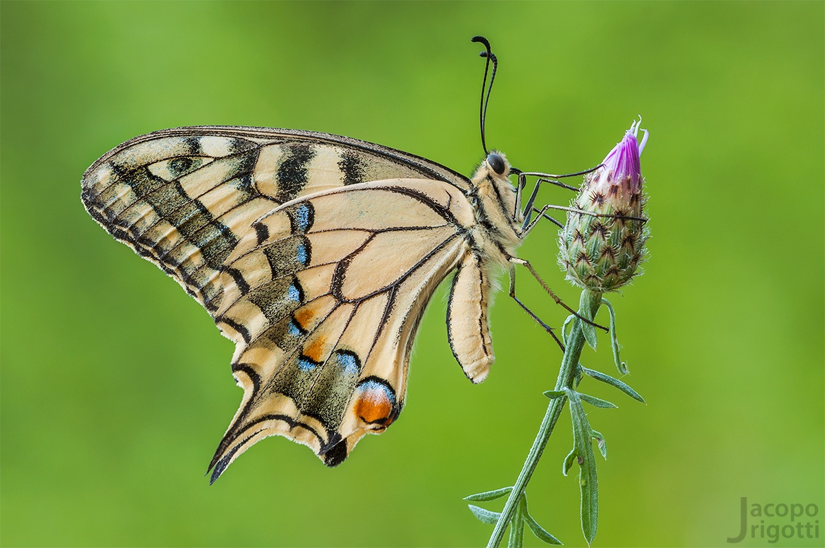 Papilio machaon