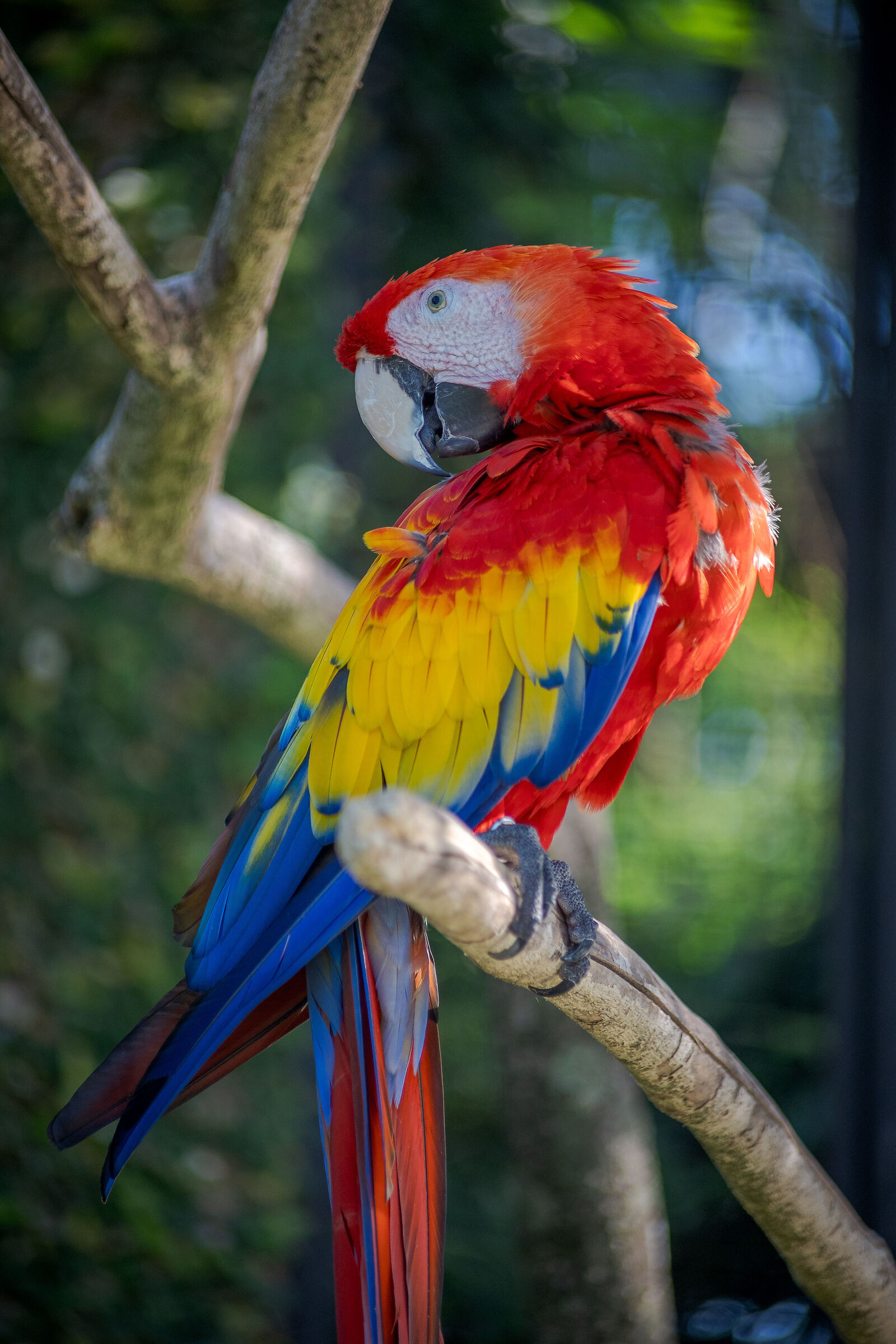 The parrot