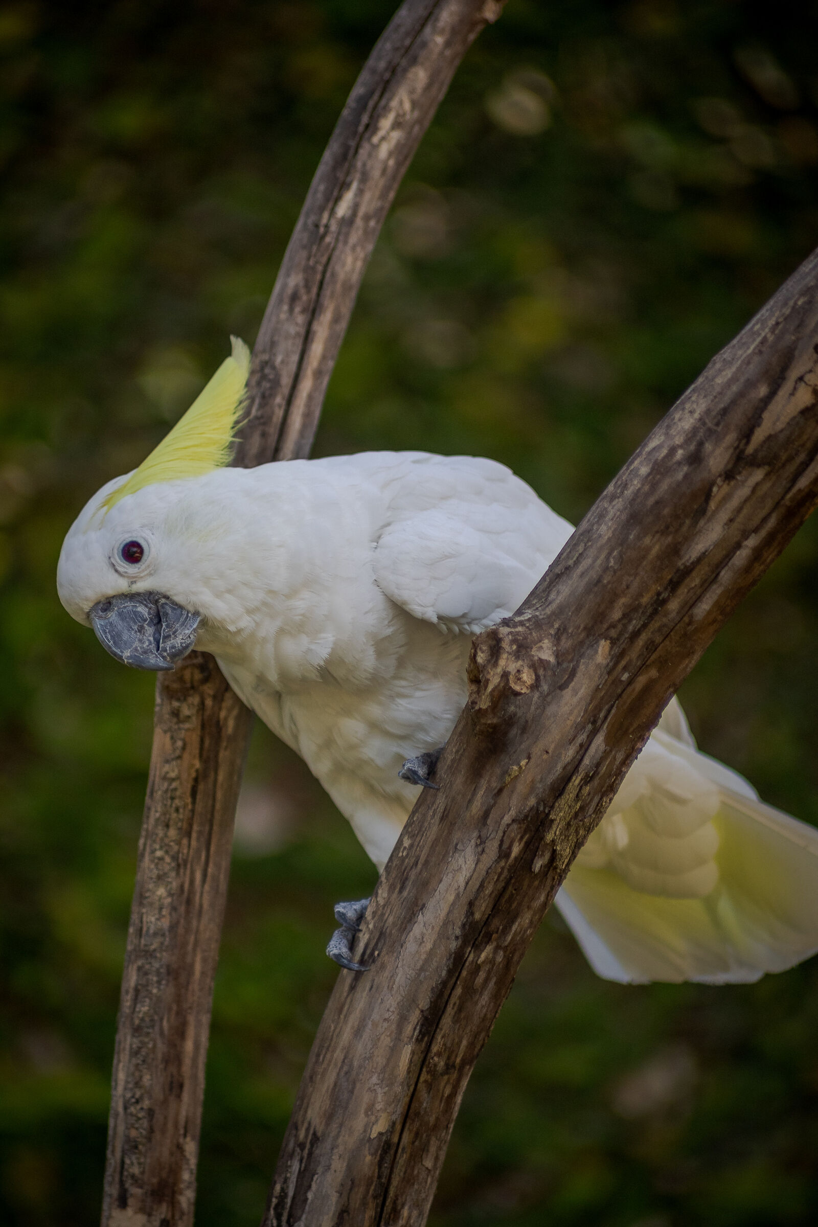 The parrot