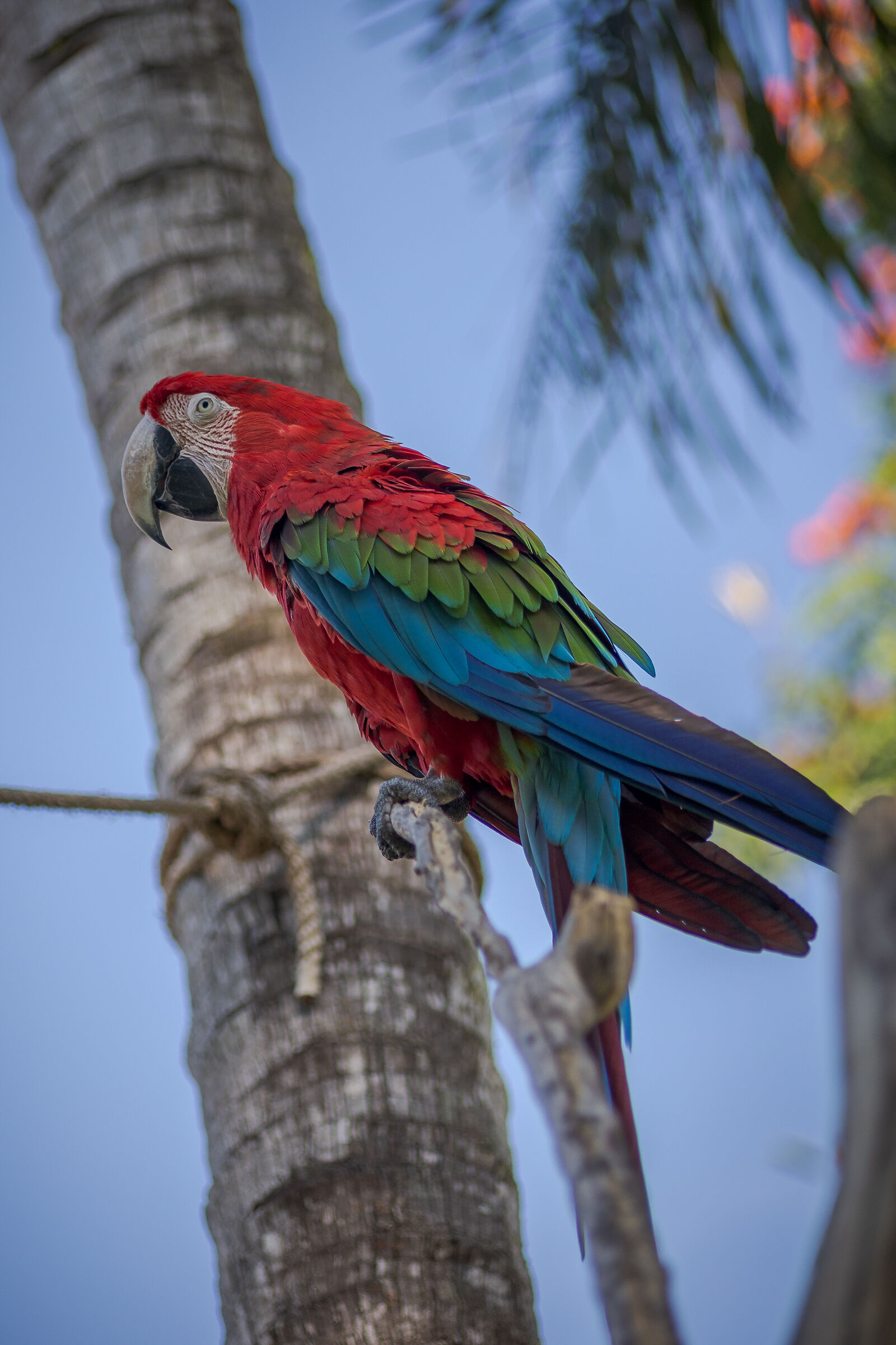 The parrot