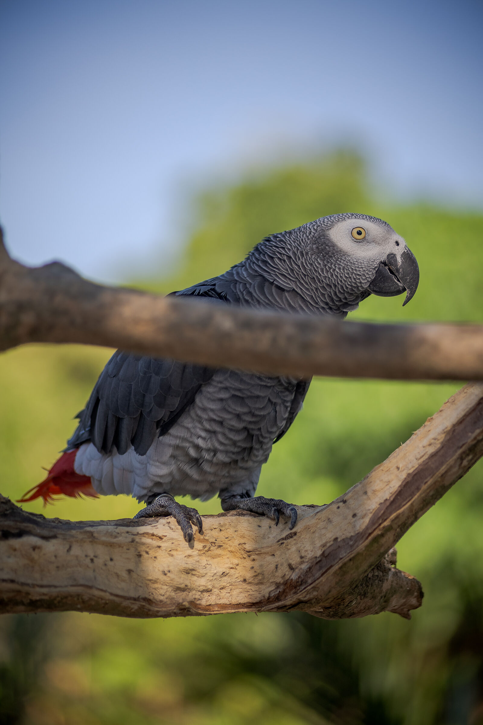 The parrot