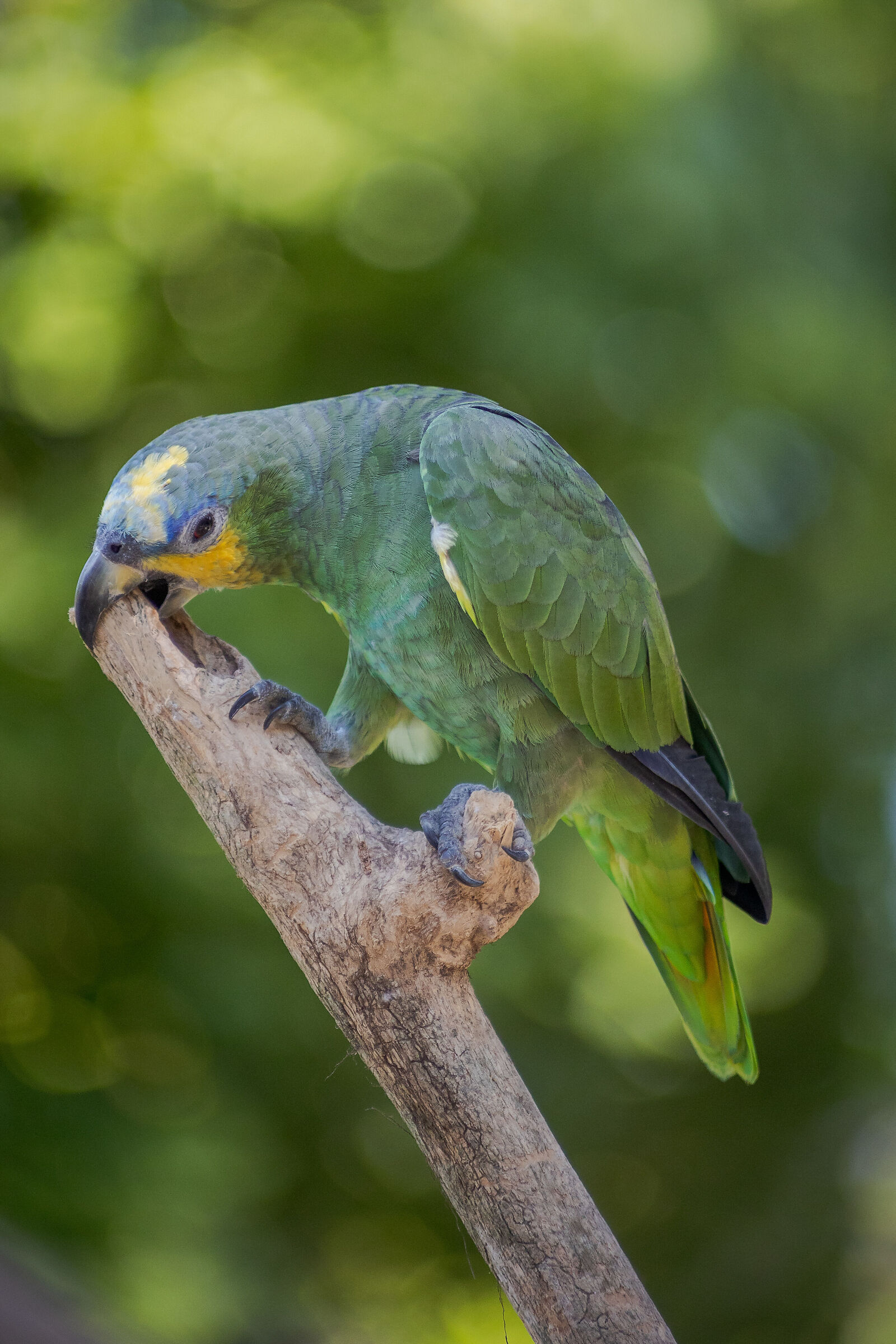 The parrot