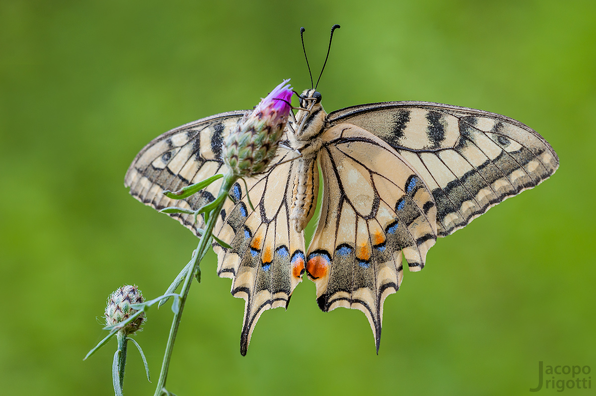 Papilio machaon