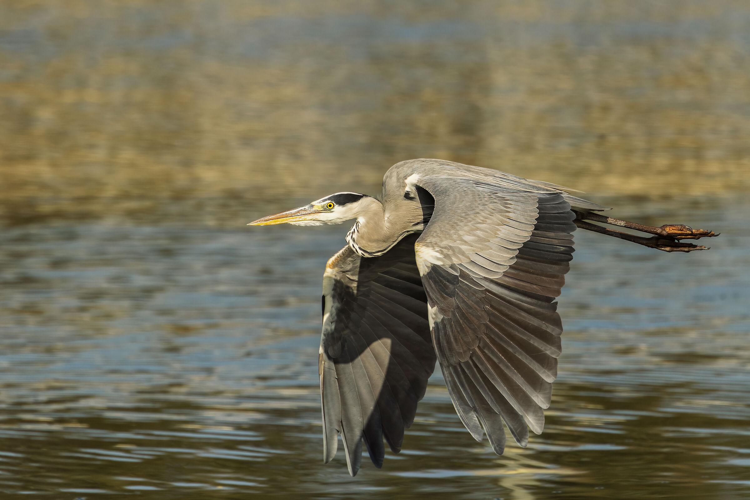 Grey Heron (Ardea Cinerea)